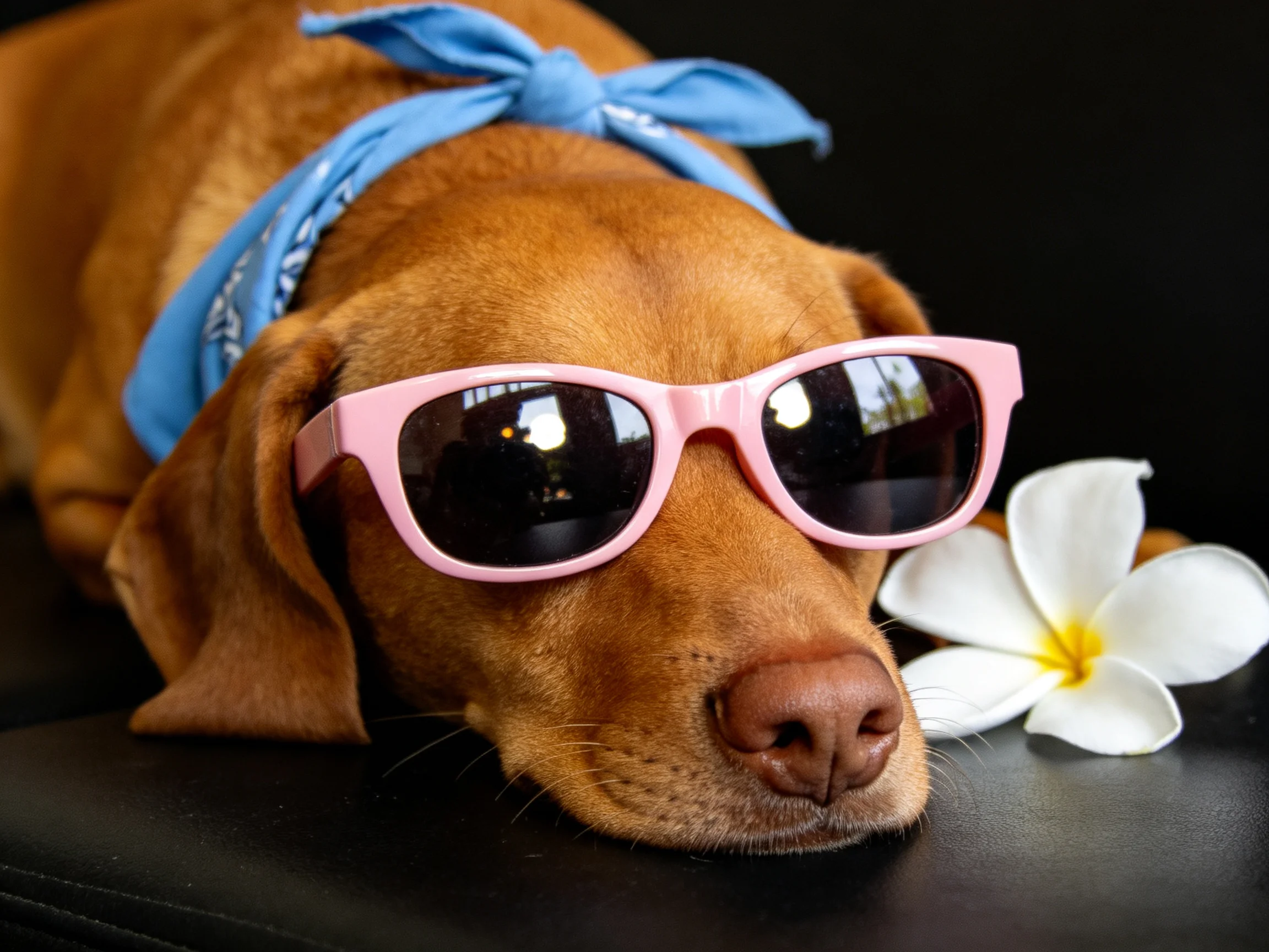 A brown dog rests with pink sunglasses and a blue bandana beside a white flower.
