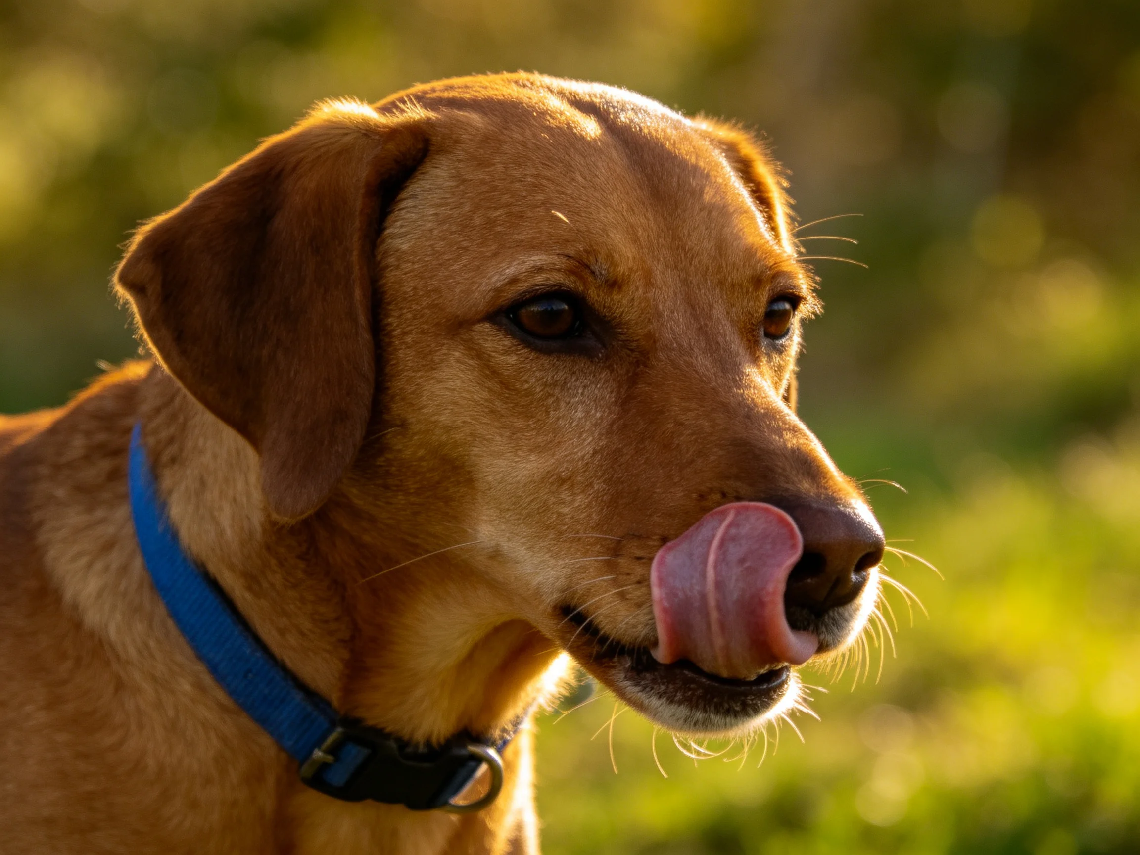 A brown dog with a blue collar licks its nose in a sunlit outdoor setting