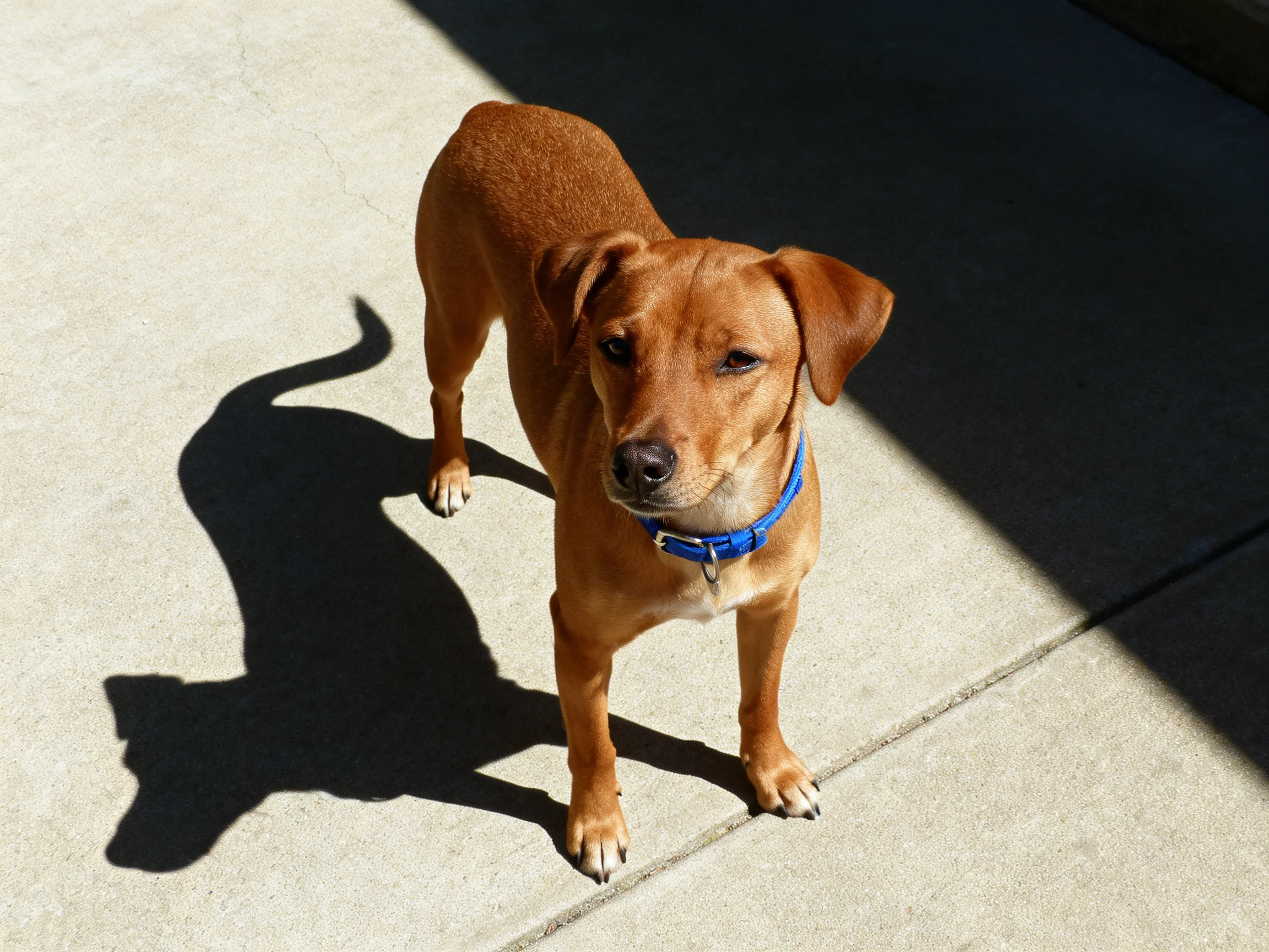 A brown dog with a blue collar stands on a sunlit concrete area.