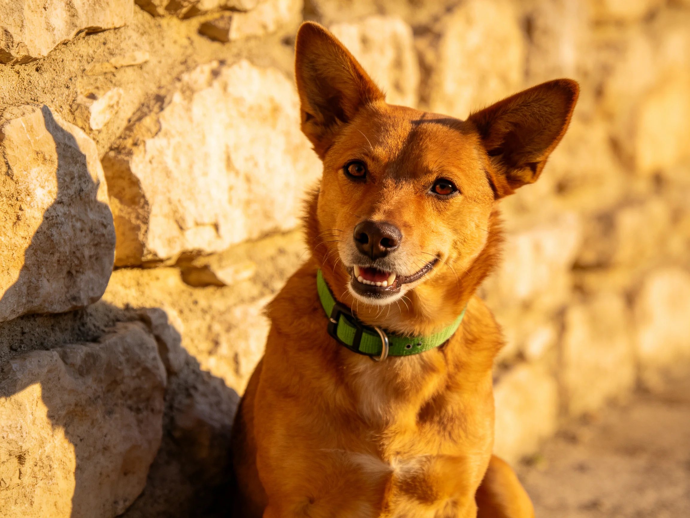 A brown dog with a green collar sits beside a stone wall.