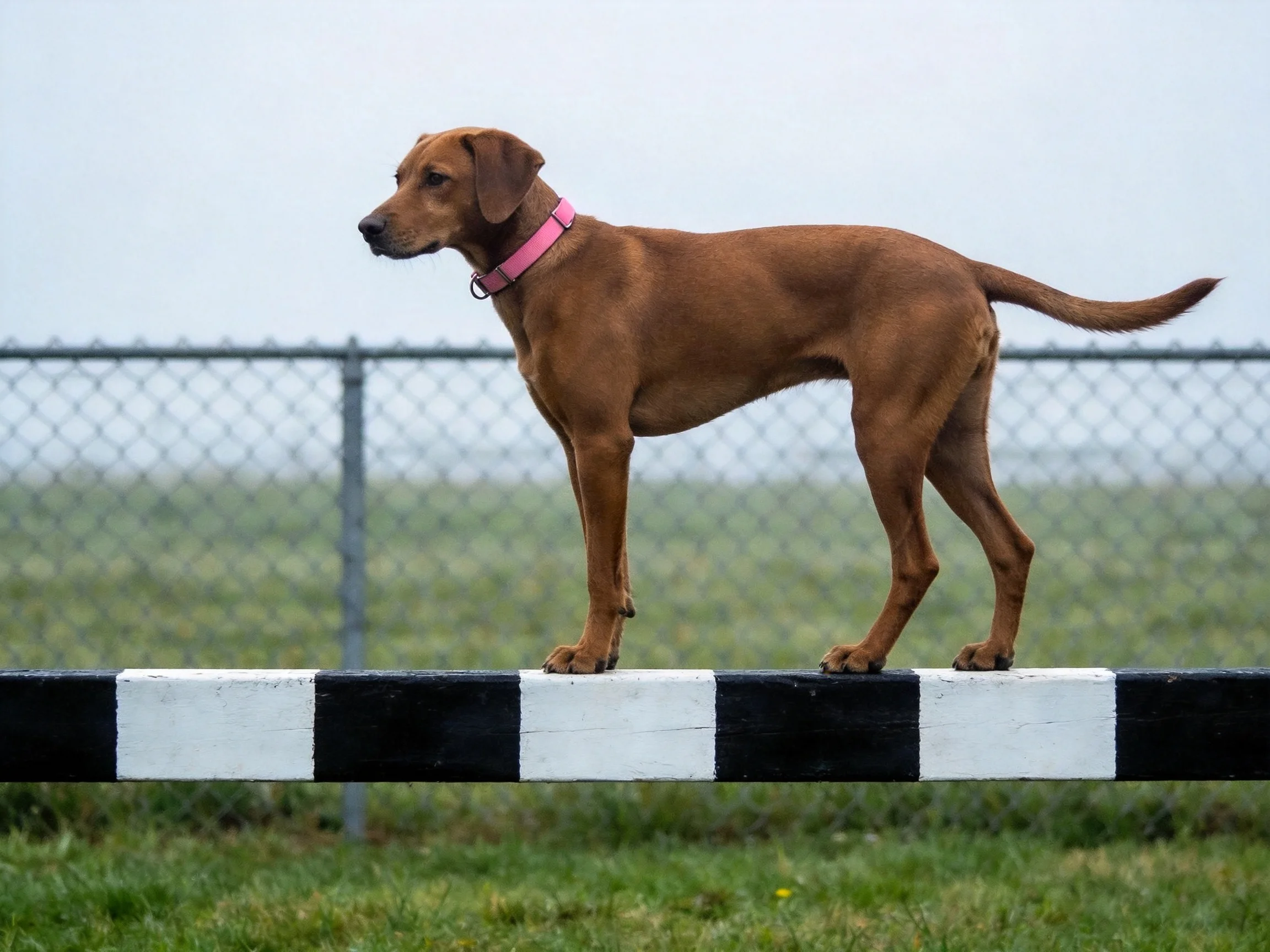 A brown dog balances on alternating black and white bars in an outdoor area.