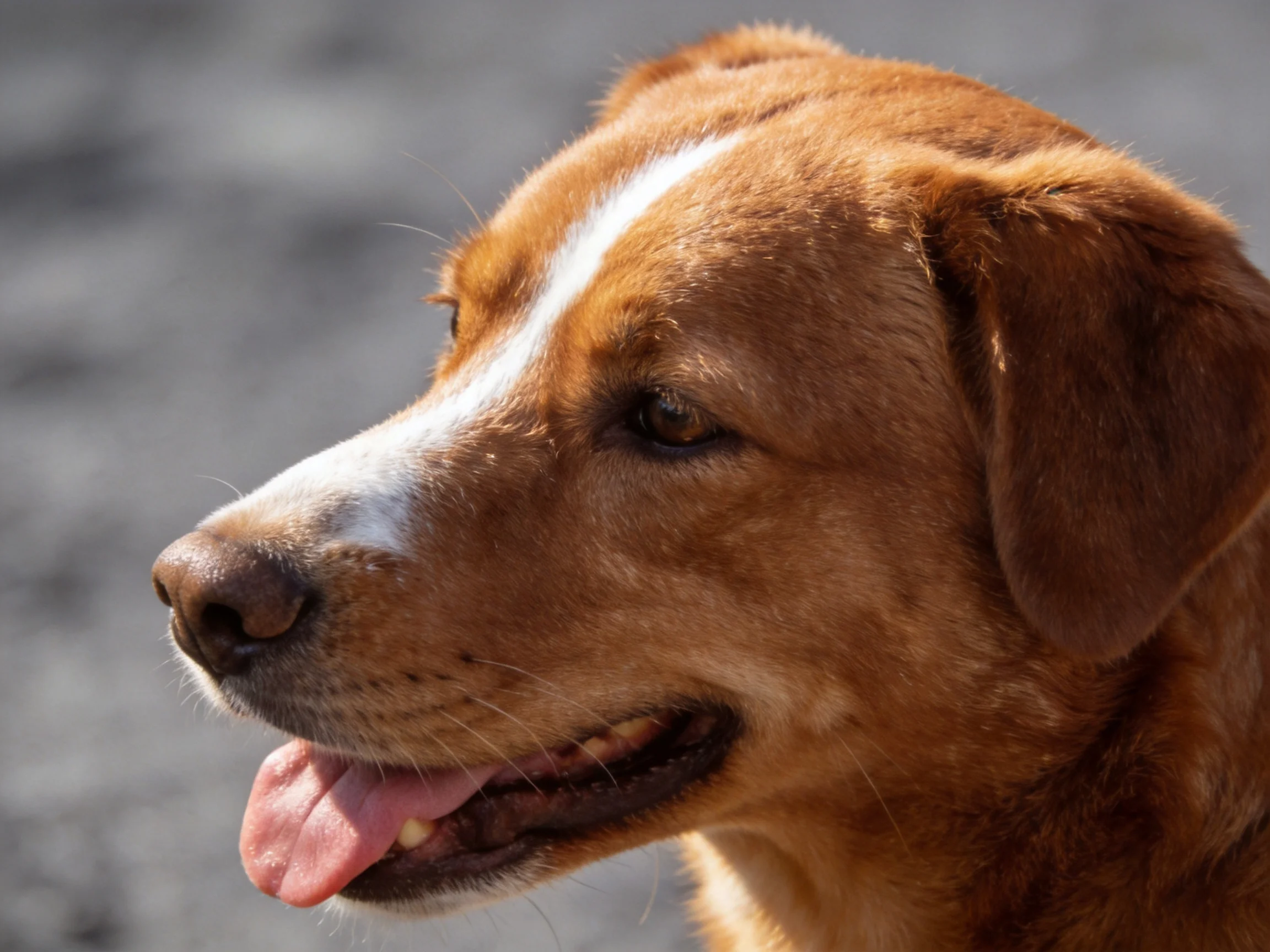 A brown dog with a white facial stripe appears relaxed outdoors.