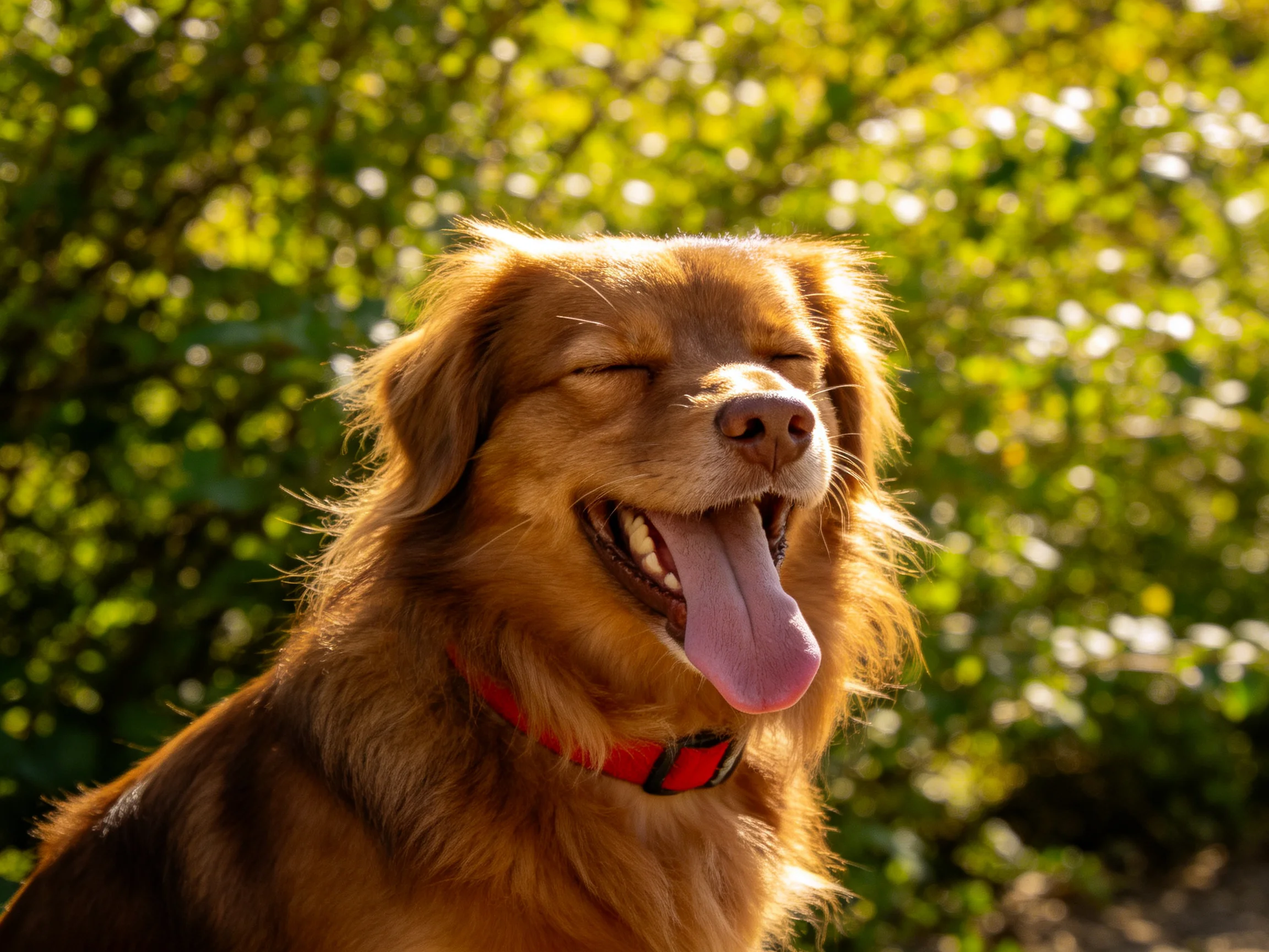 A brown dog with a red collar relaxes in a sunlit outdoor setting.