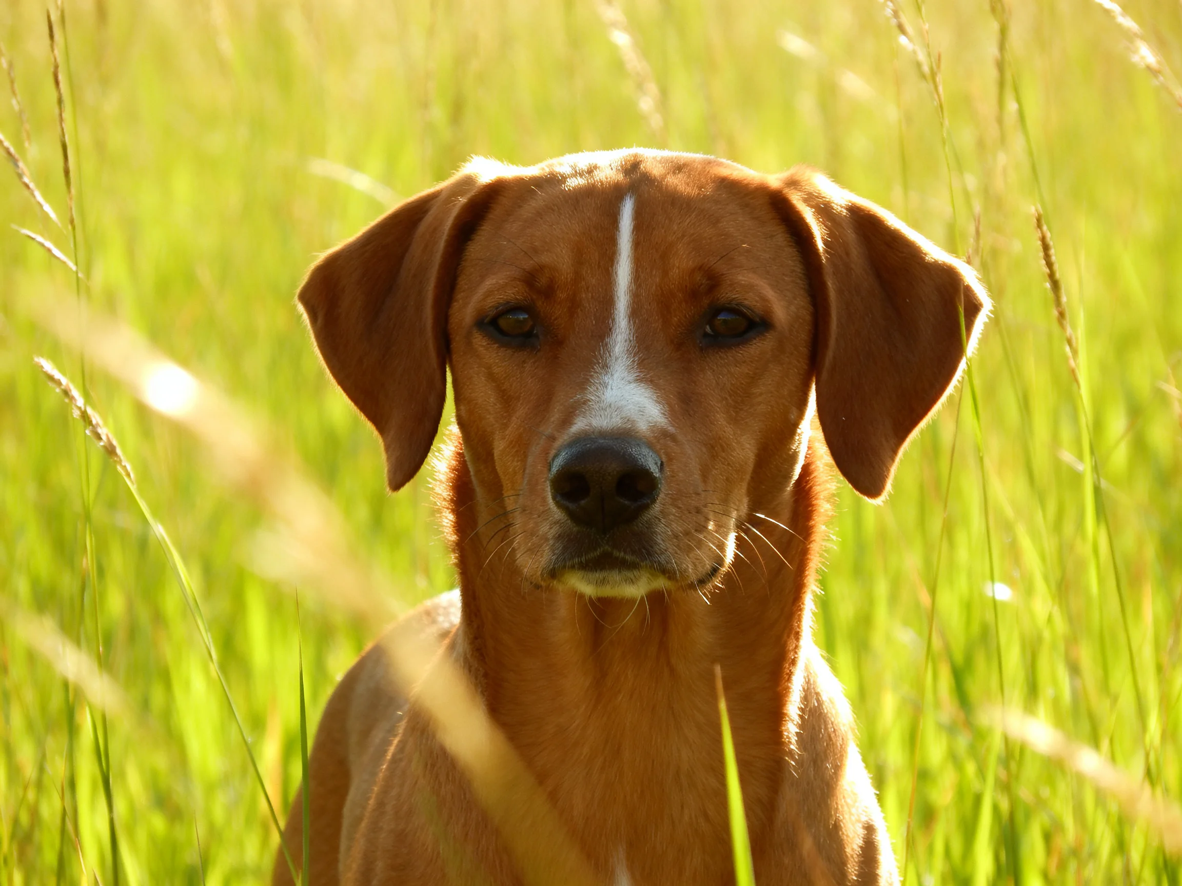 A brown dog with a white stripe is in a sunlit grassy area.