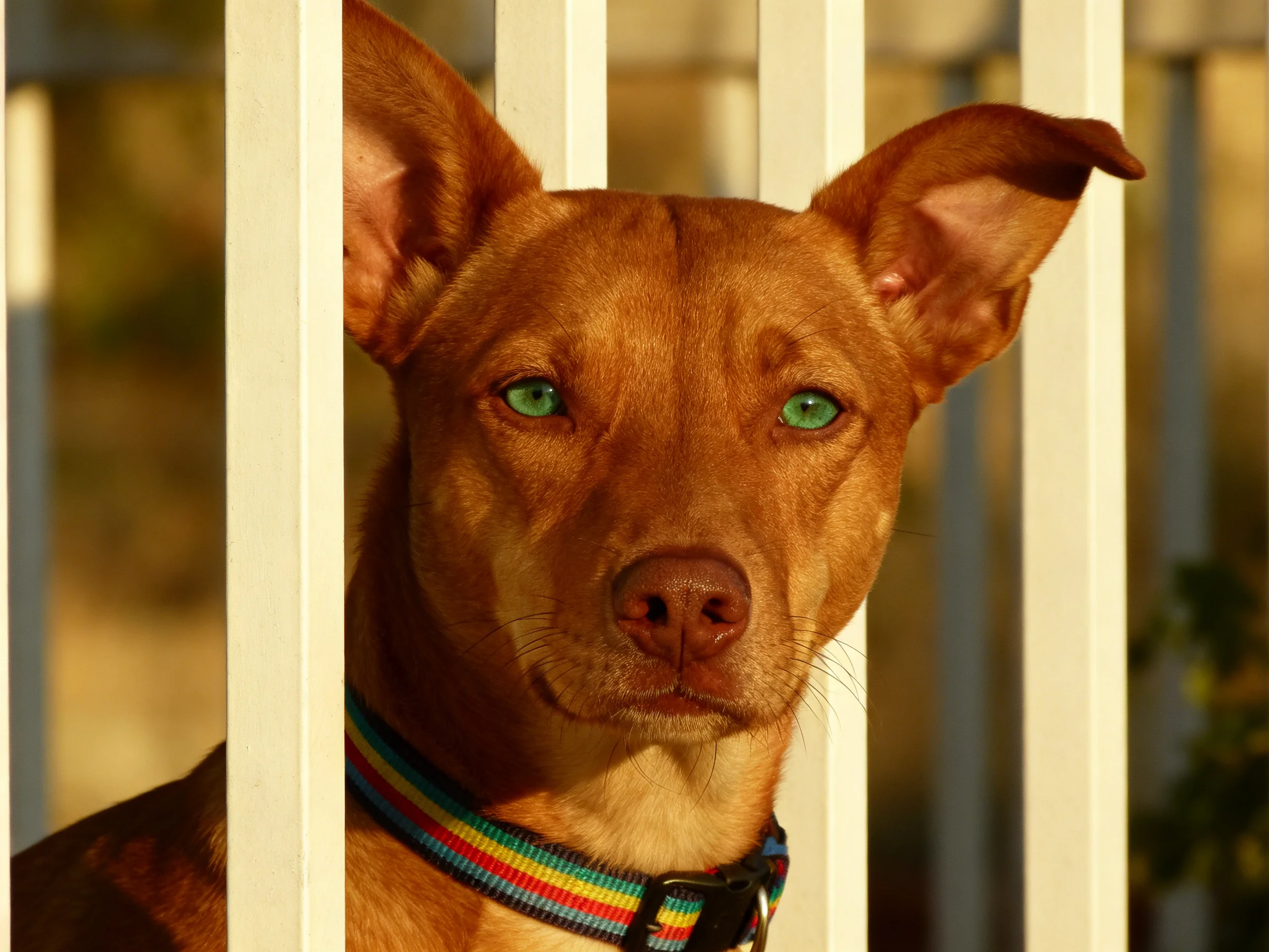 A brown dog with green eyes peeks through white fence slats