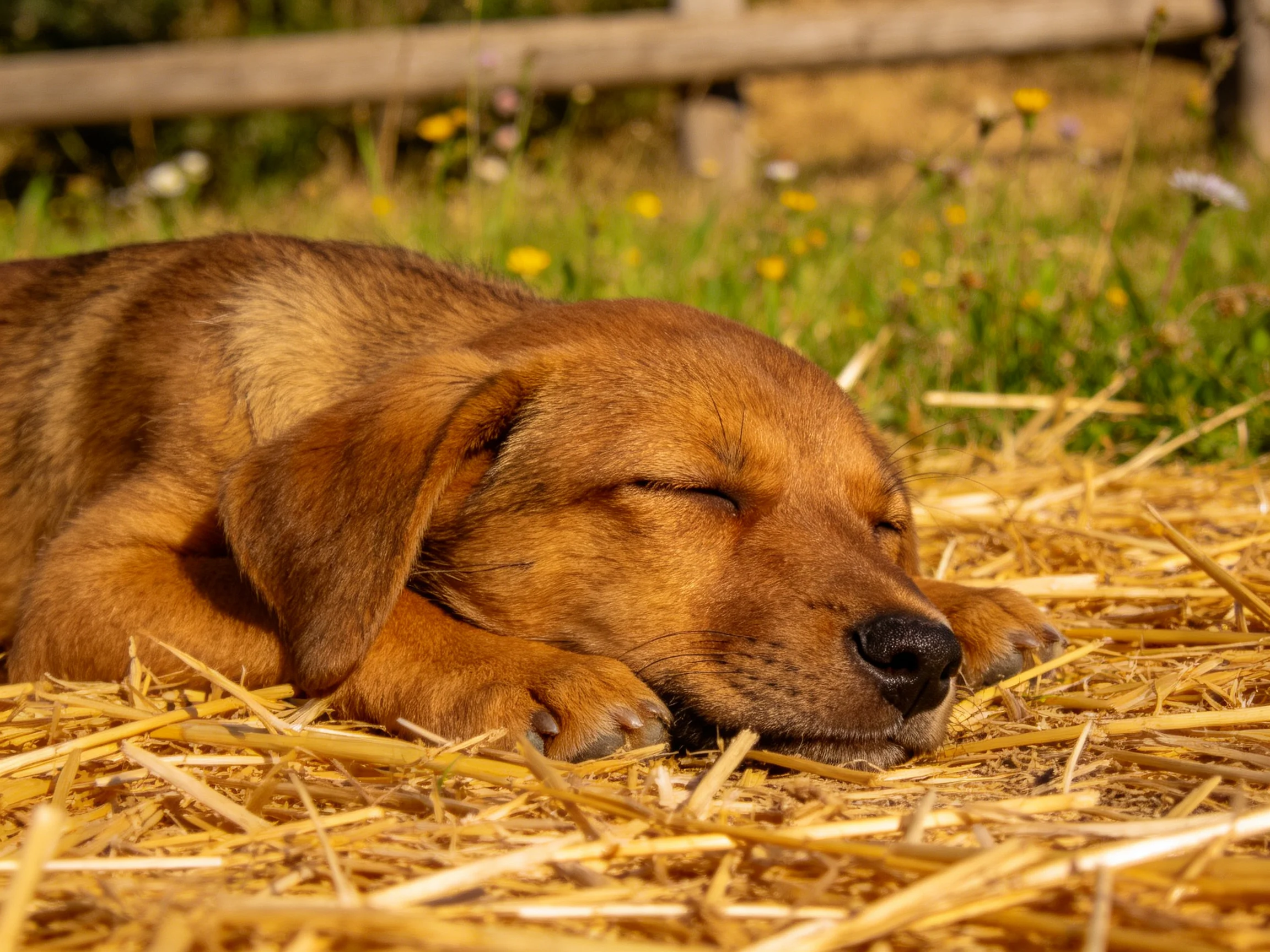 A brown puppy rests on straw in a sunny outdoor setting.