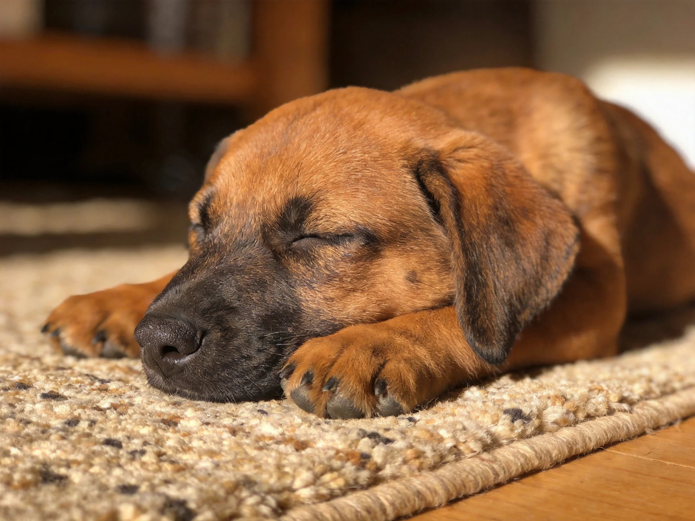A brown puppy sleeps peacefully on a textured beige rug