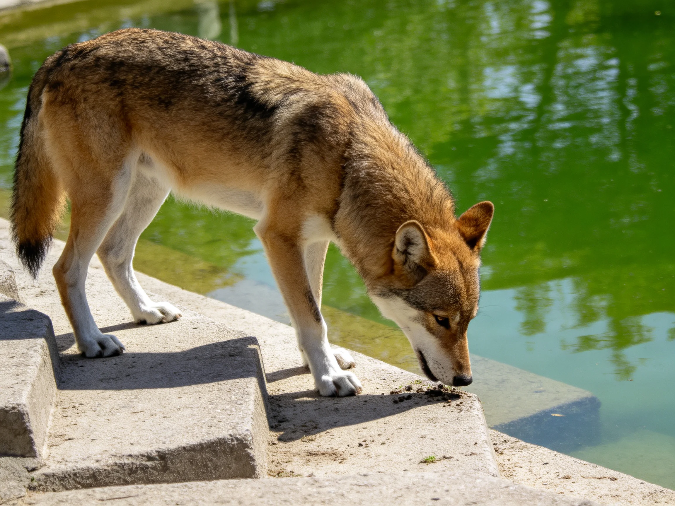 A brown wolf-like canine explores near a green ponds stone steps