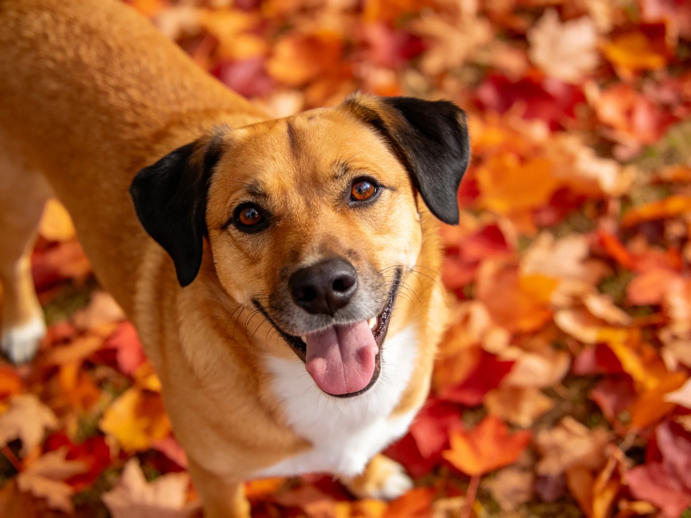 A cheerful brown dog stands among colorful autumn leaves.