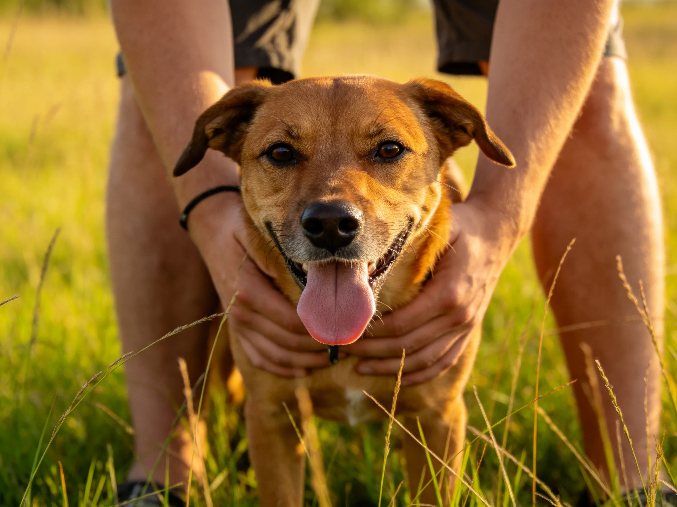 A cheerful brown dog being held by two people in a sunlit meadow