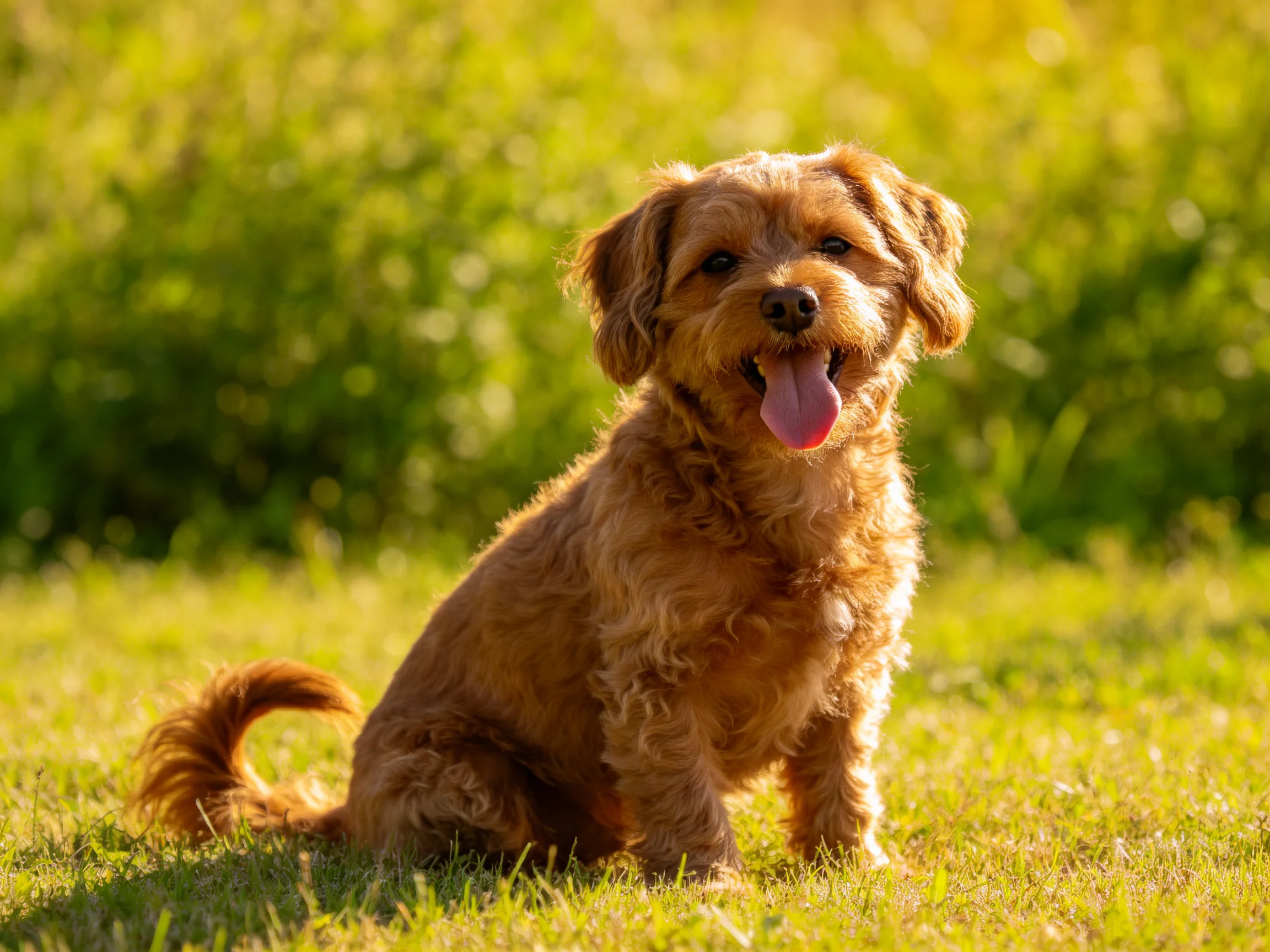 A golden-brown dog sits happily on sunlit grass.