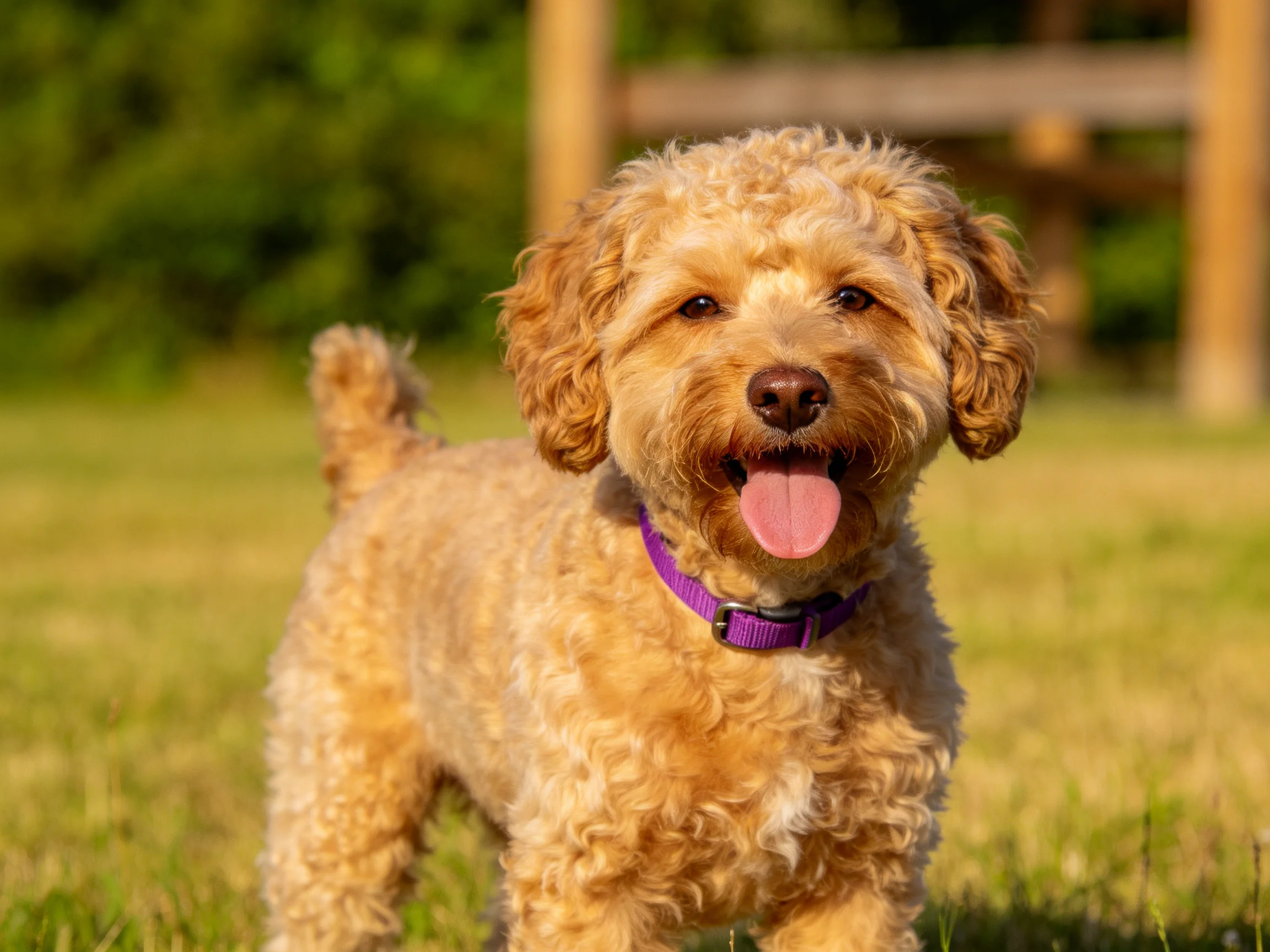 A cheerful tan curly-haired dog with a purple collar outdoors
