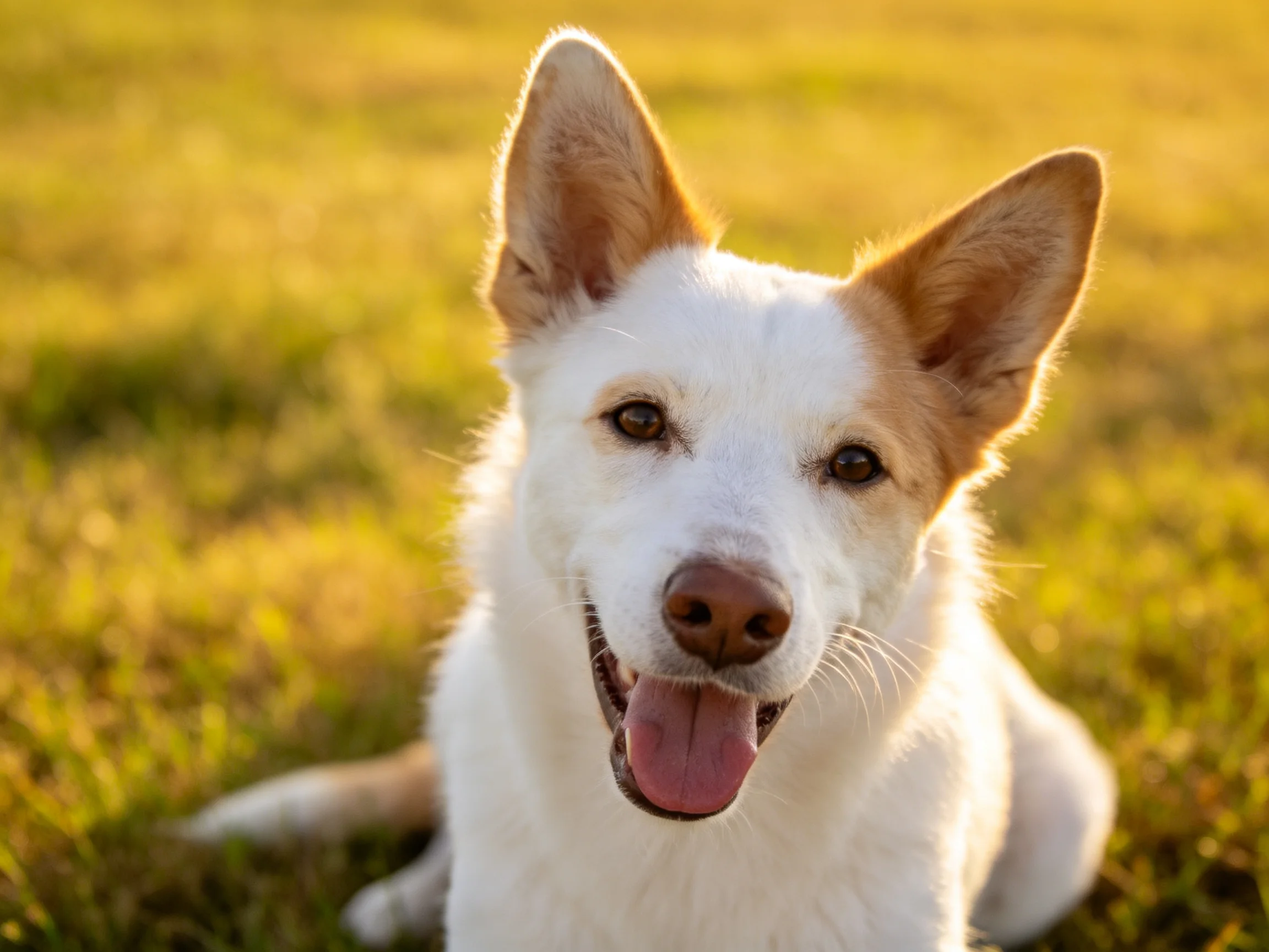 A cheerful white and tan dog resting on sunlit green grass