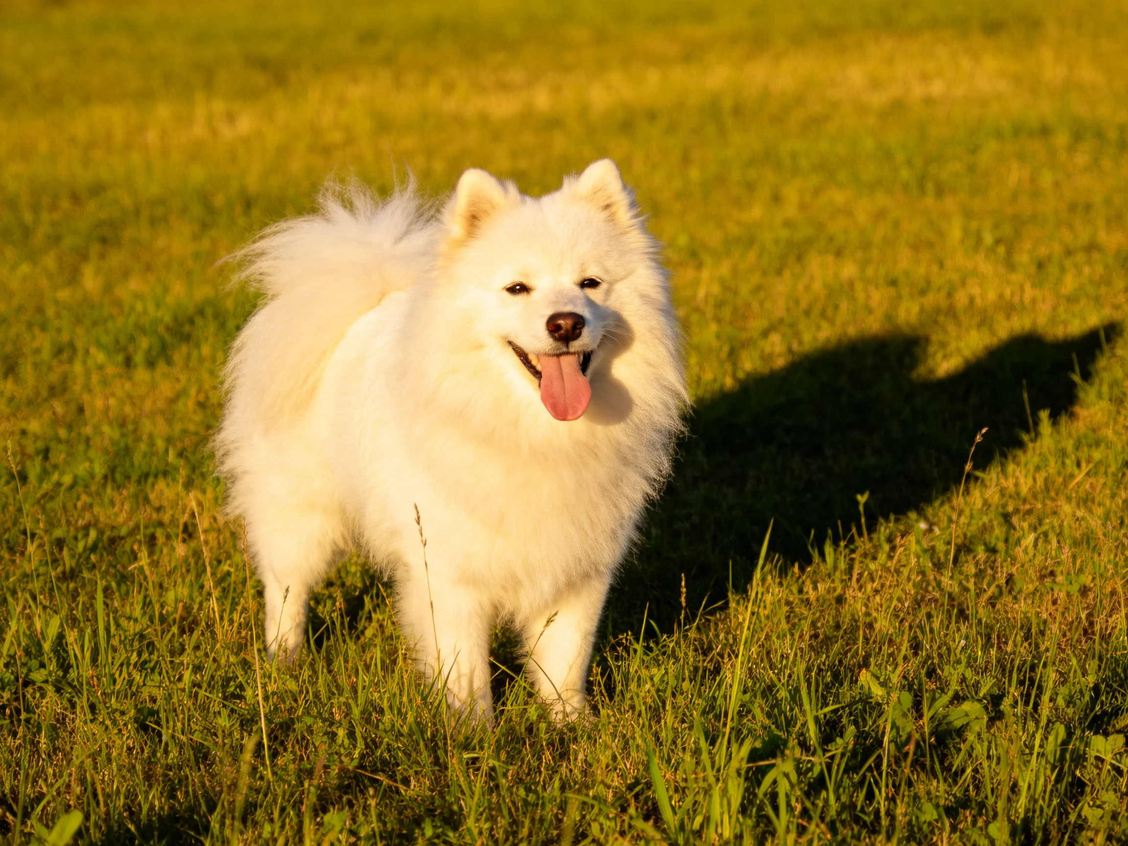 A cheerful white dog enjoys a sunlit grassy area.