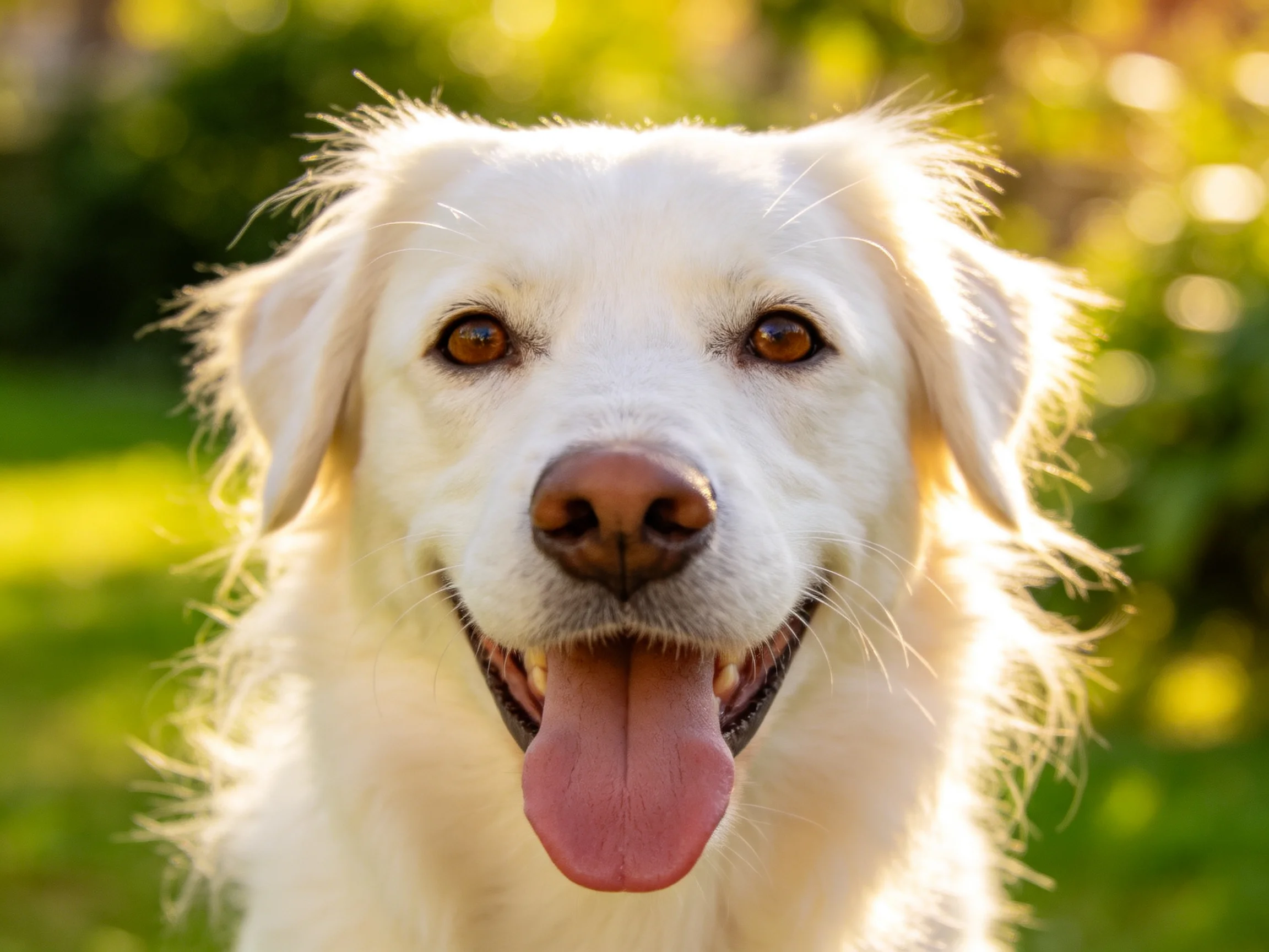 A cheerful white retriever with brown eyes in a sunlit garden