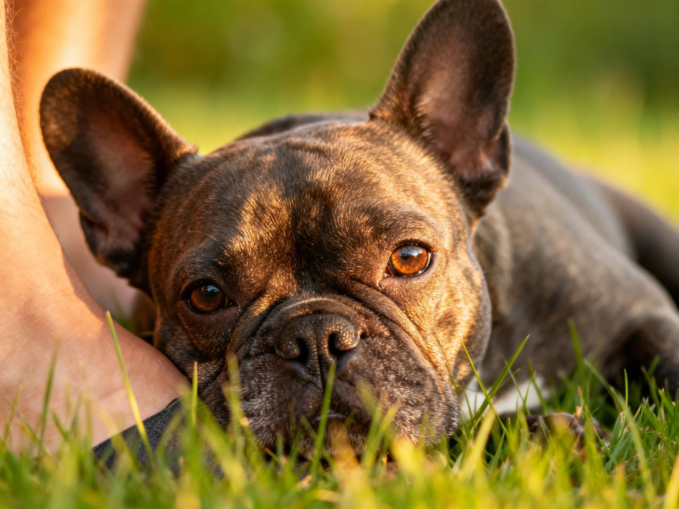 A chocolate French bulldog rests on green grass near human legs