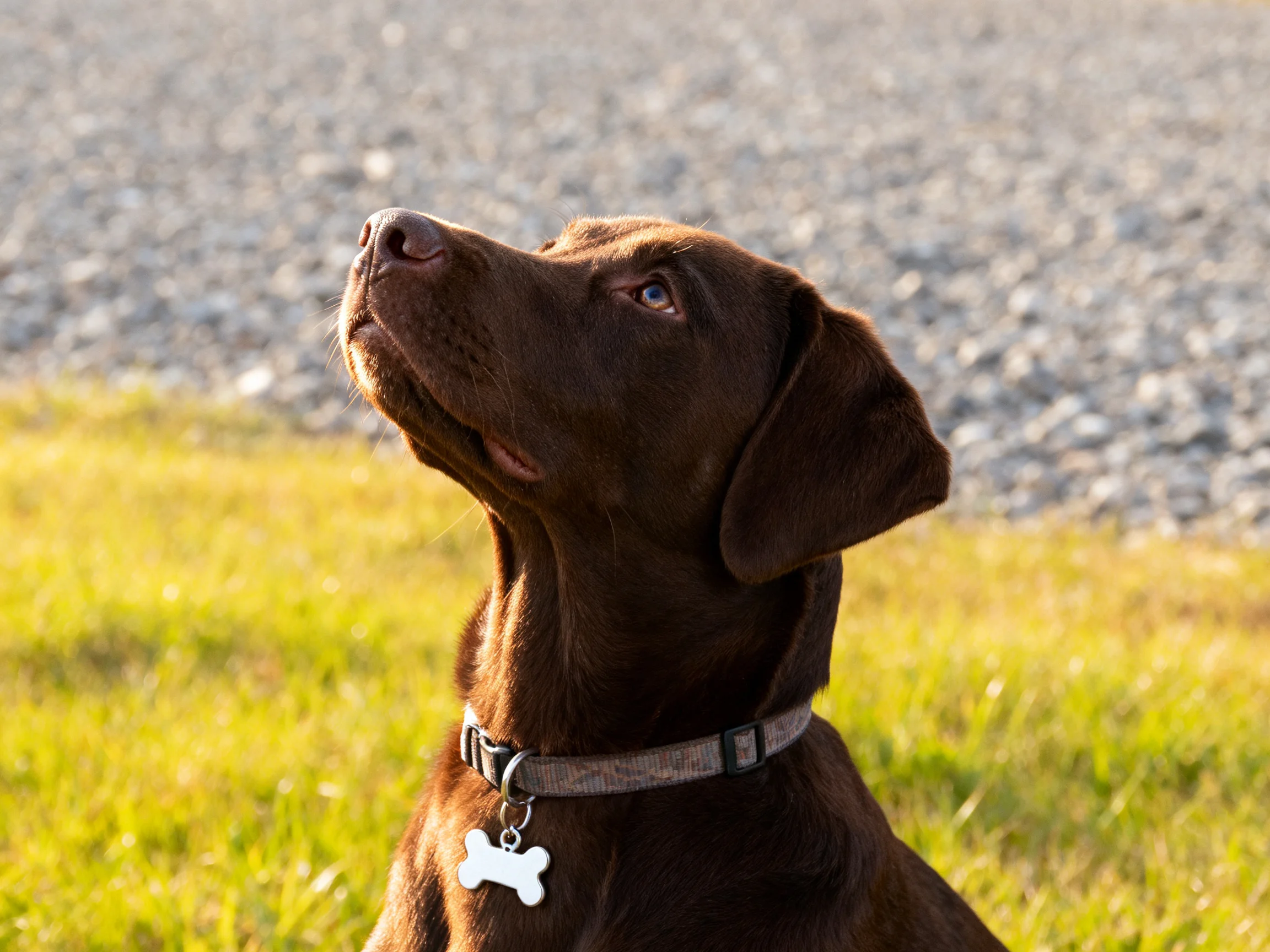 A chocolate Labrador gazes upward near a gravel path