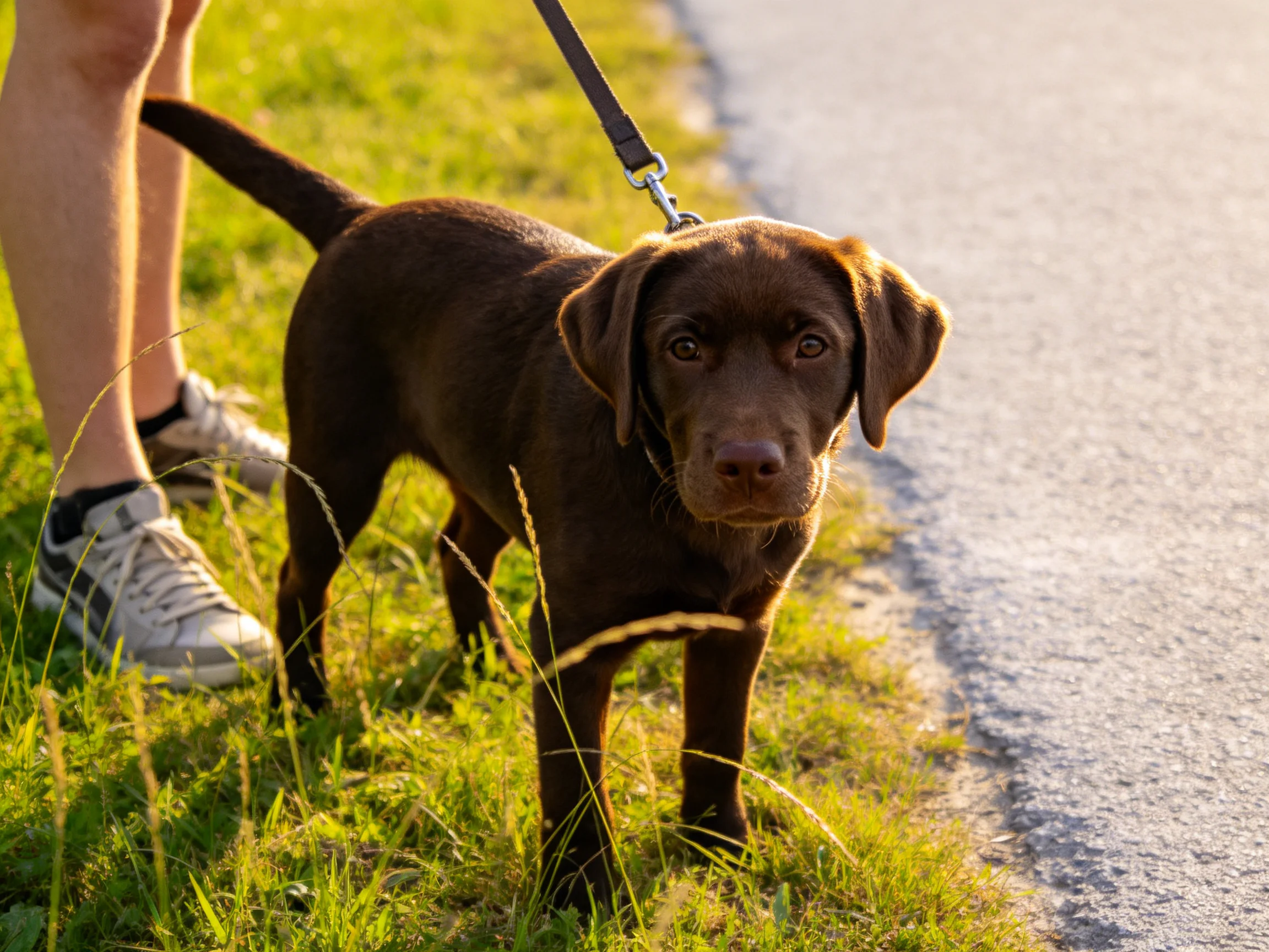 A chocolate Labrador puppy leashed near a grassy roadside