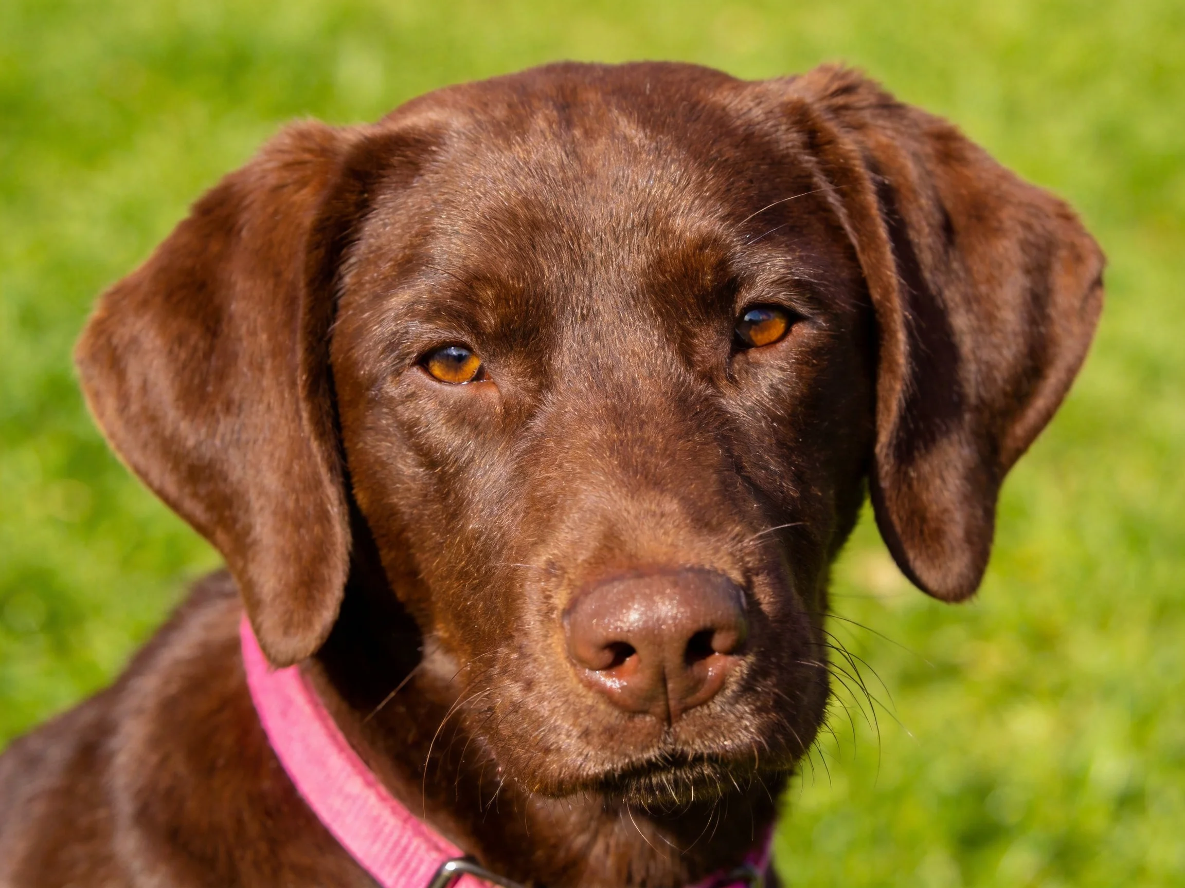 A chocolate Labrador wearing a pink collar outdoors