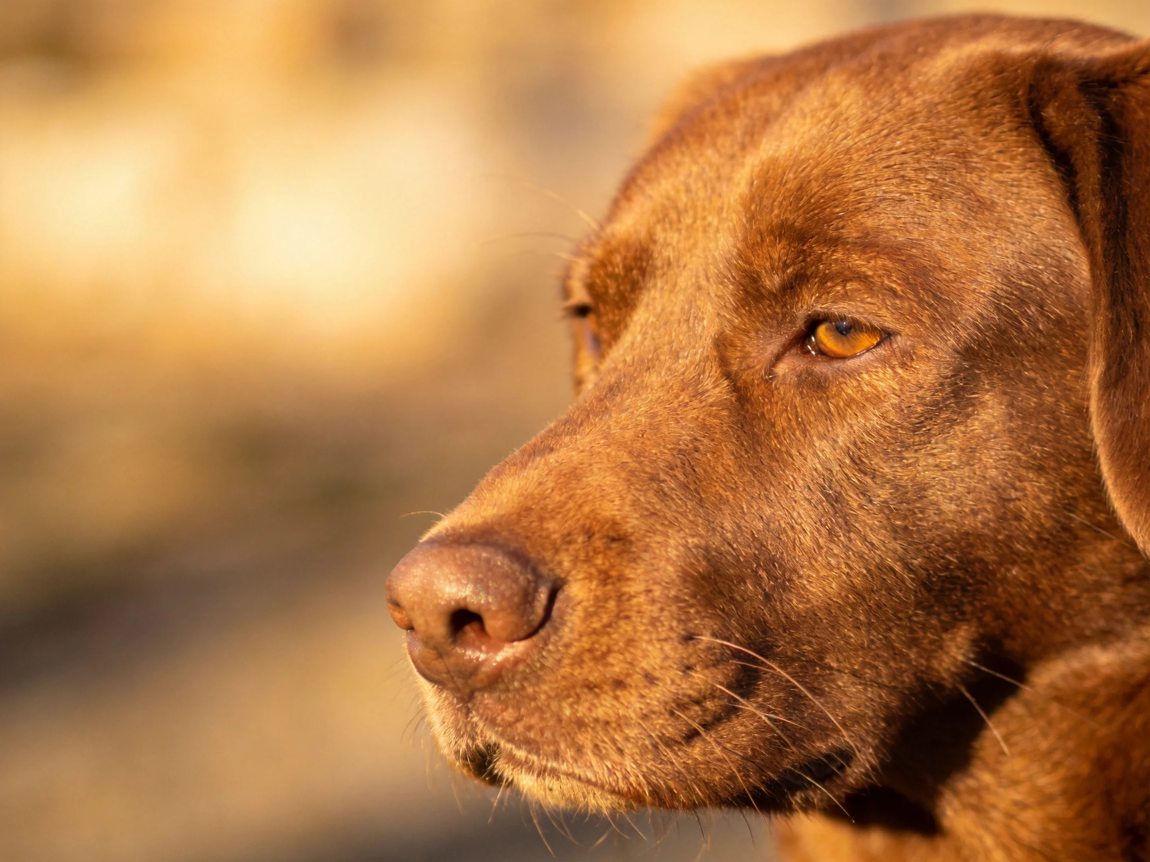 A chocolate-brown dog’s profile illuminated by warm golden light