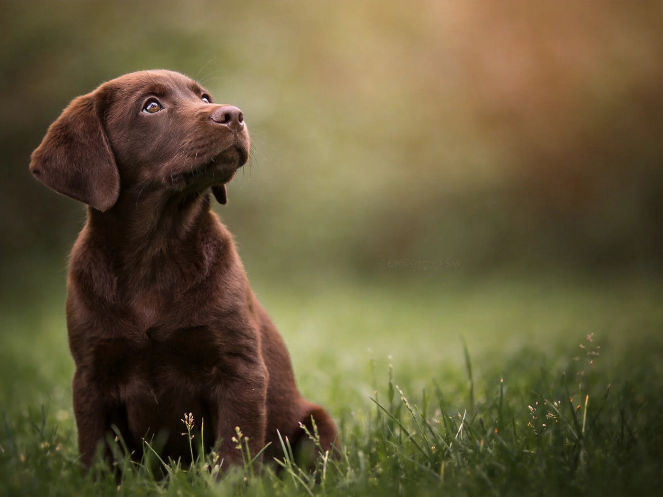 A chocolate-colored puppy sits attentively in lush green grass