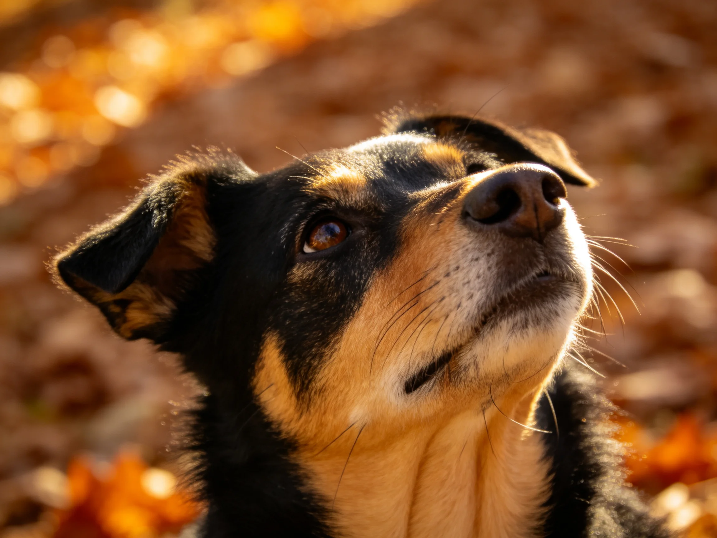 A black and tan dog looks upward near golden fallen leaves.
