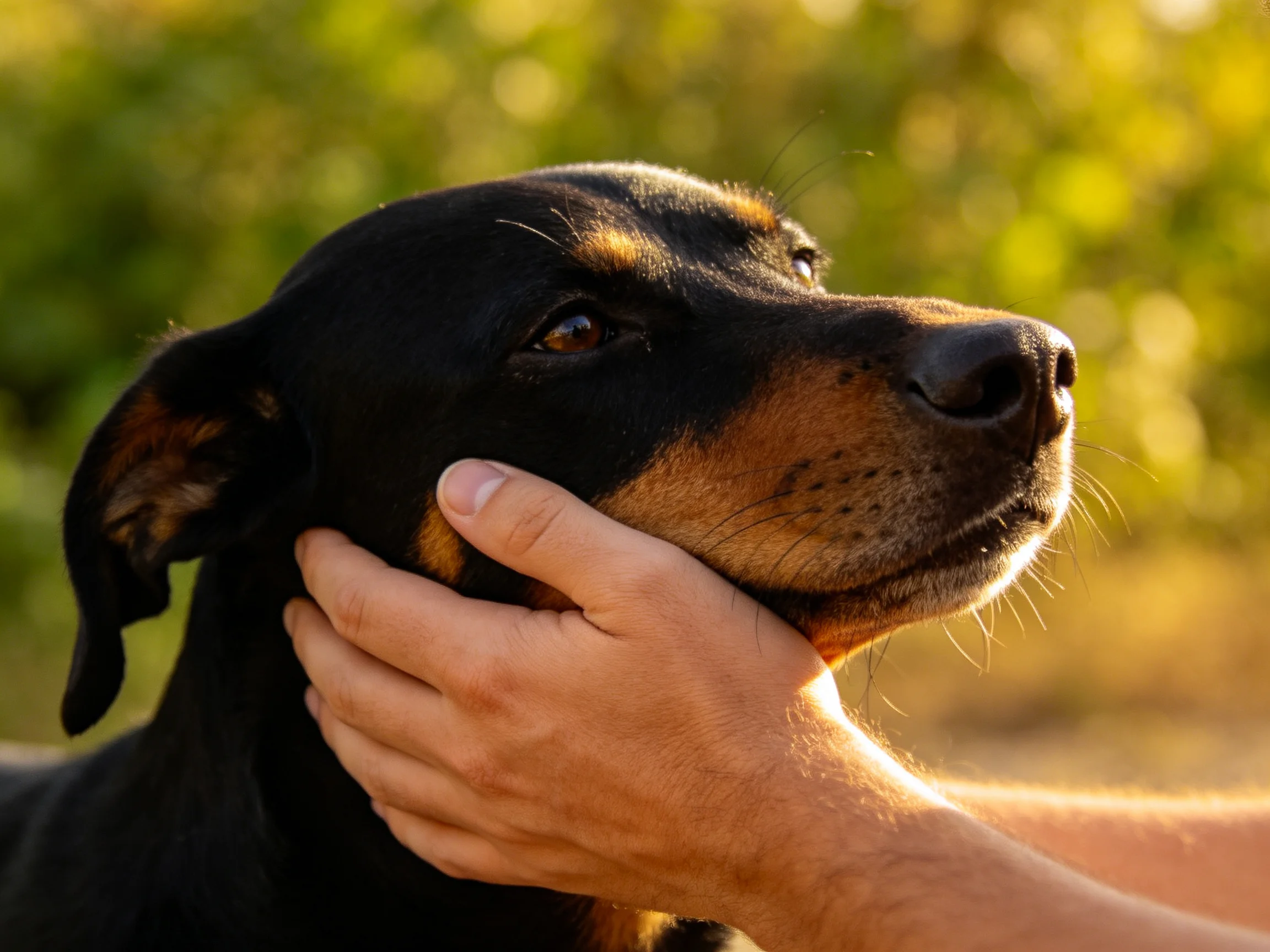 A hand tenderly holds a black and tan dog’s face in an outdoor space.