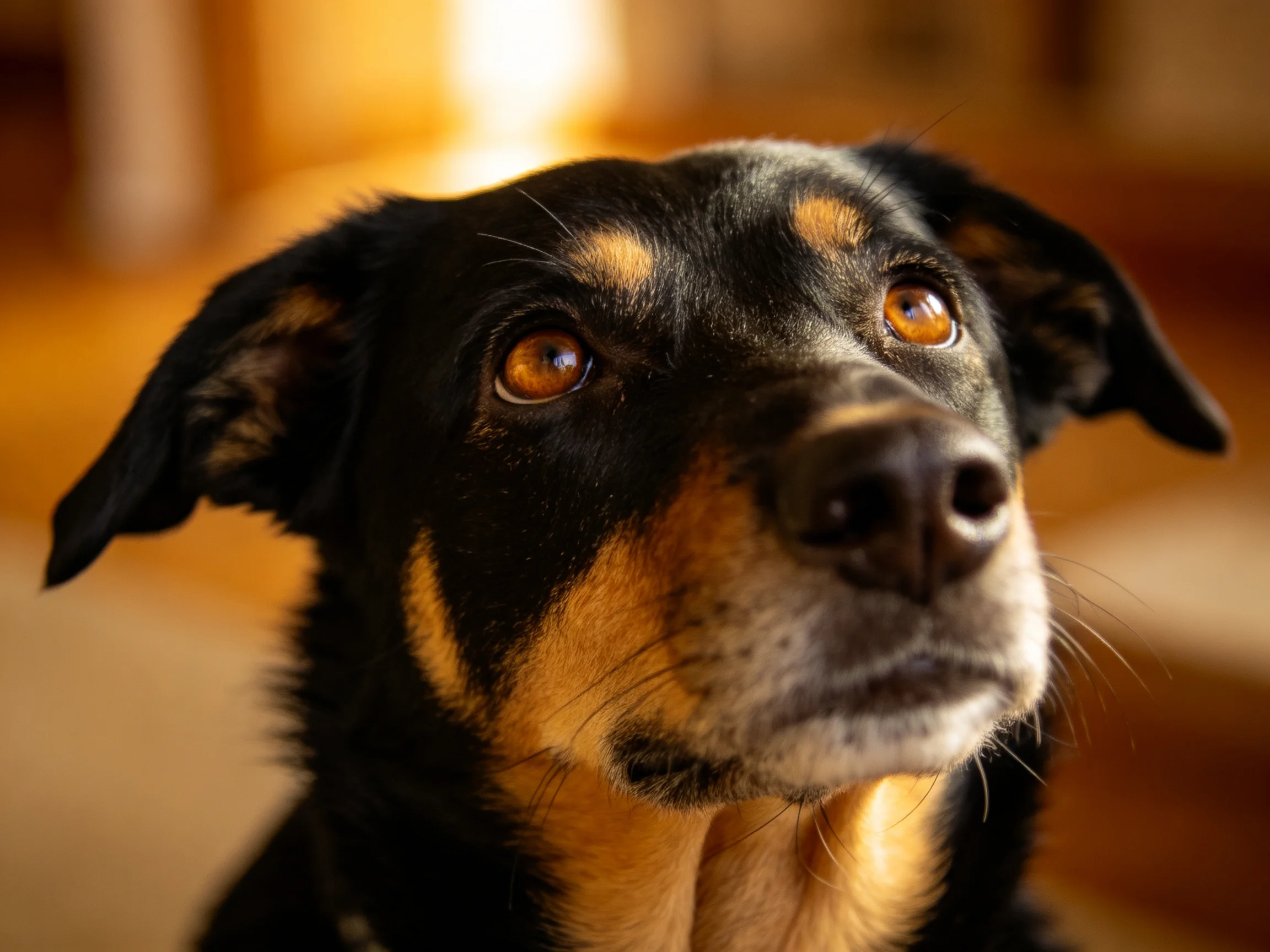 Close - up of a black and tan dog gazes upward