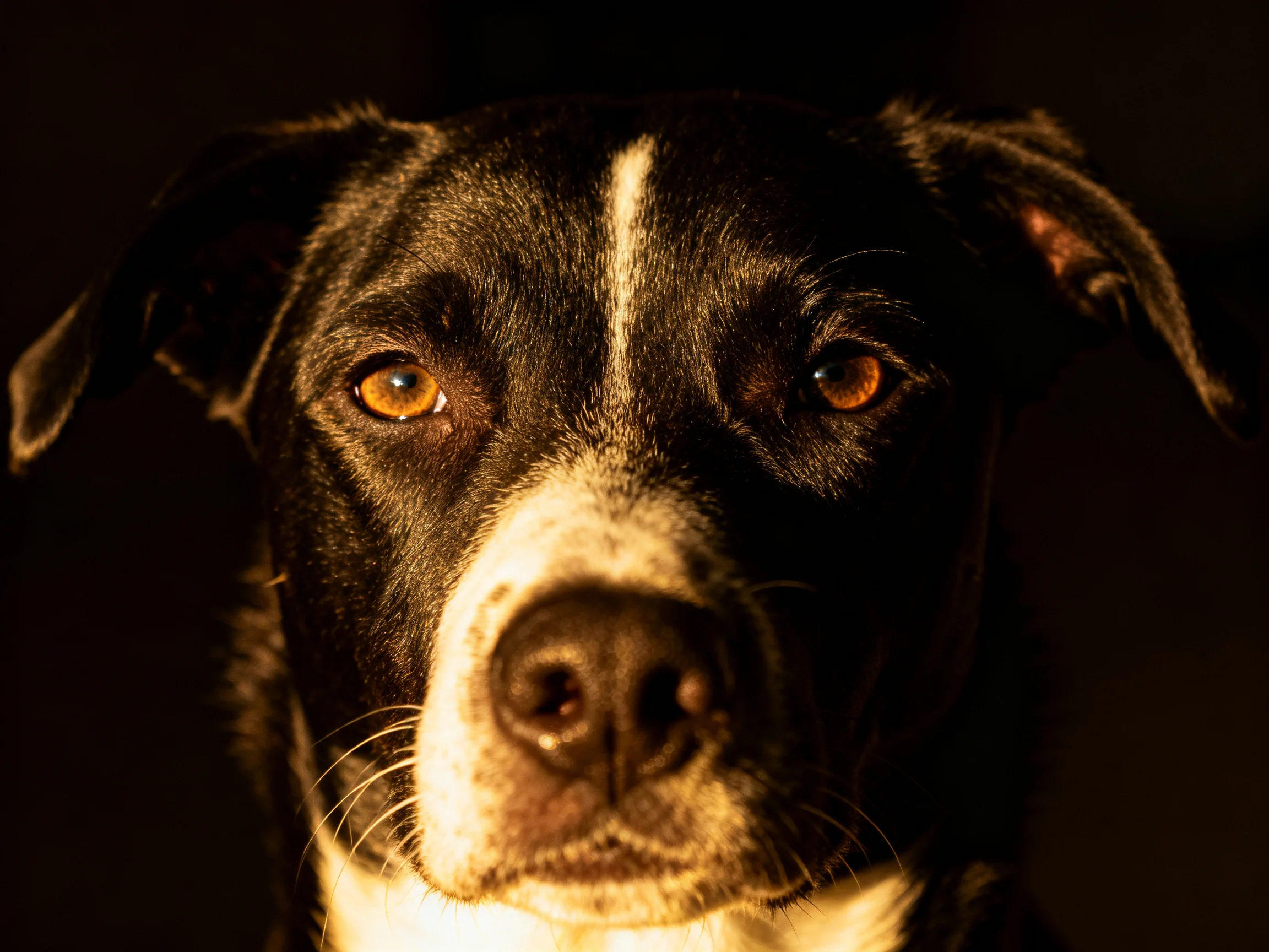 A close - up of a black and white dog with amber eyes against a dark backdrop.
