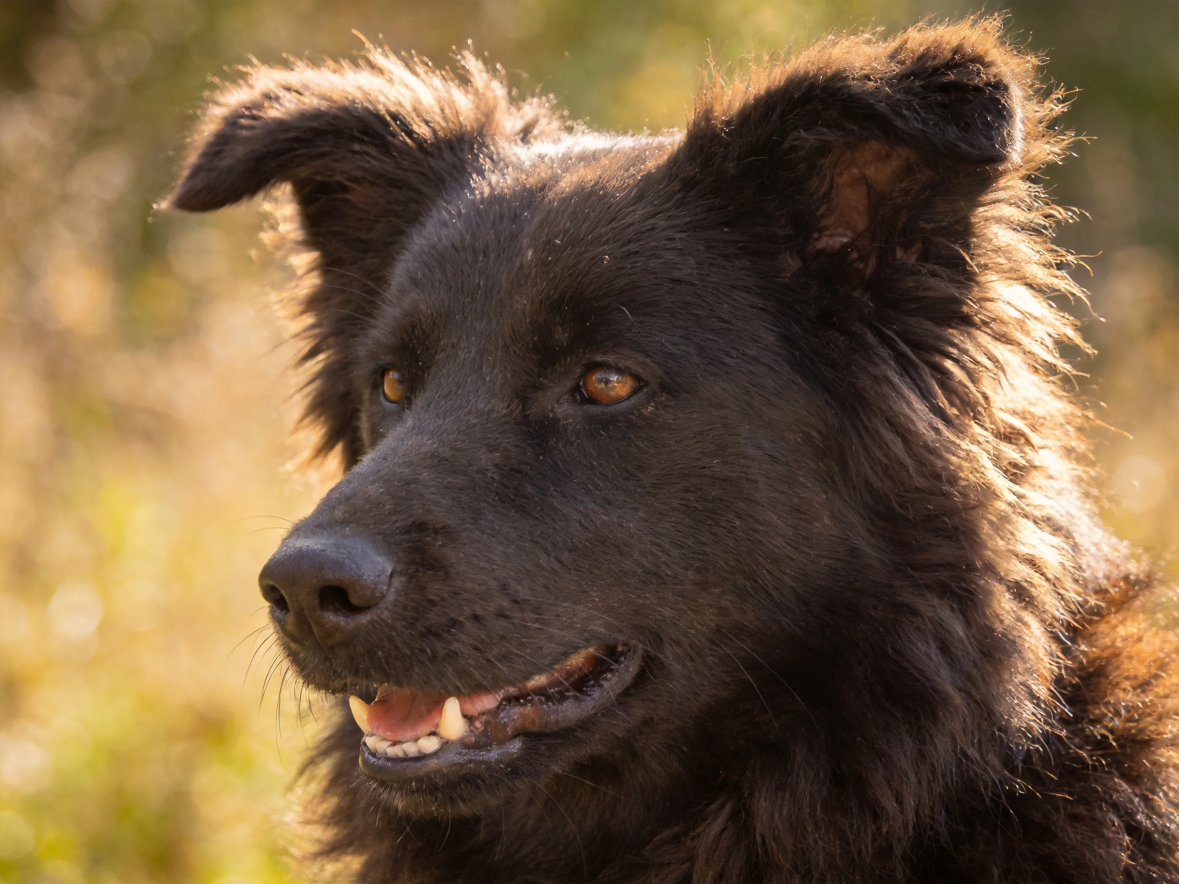A close - up of a dark - coated, shaggy - haired dog outdoors
