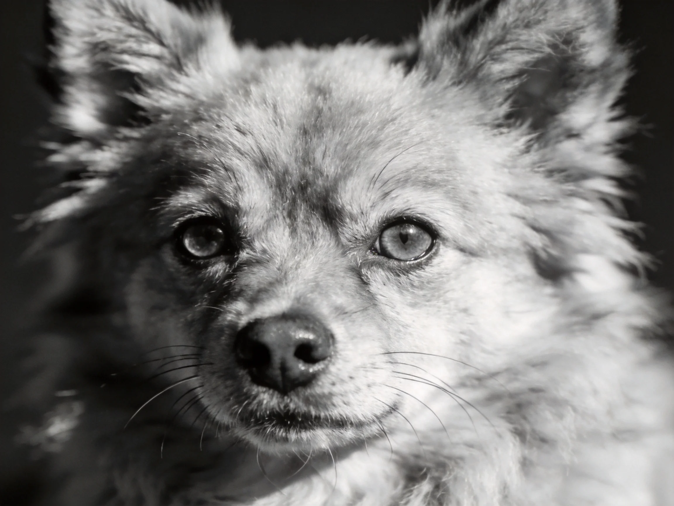 A close - up of a fluffy dog with expressive eyes in monochrome