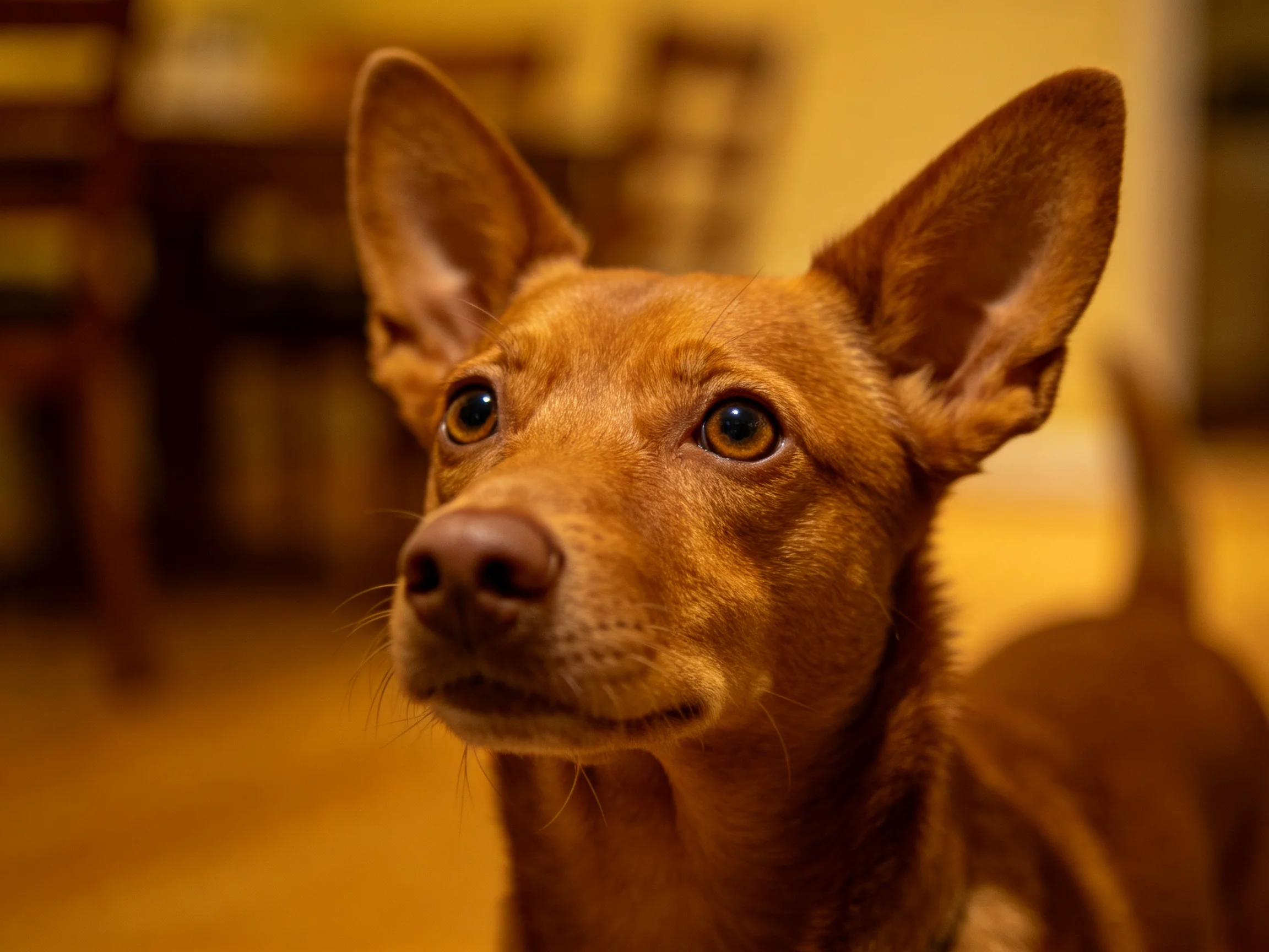 A close - up of a reddish - brown dog with upright ears in a warmly lit room
