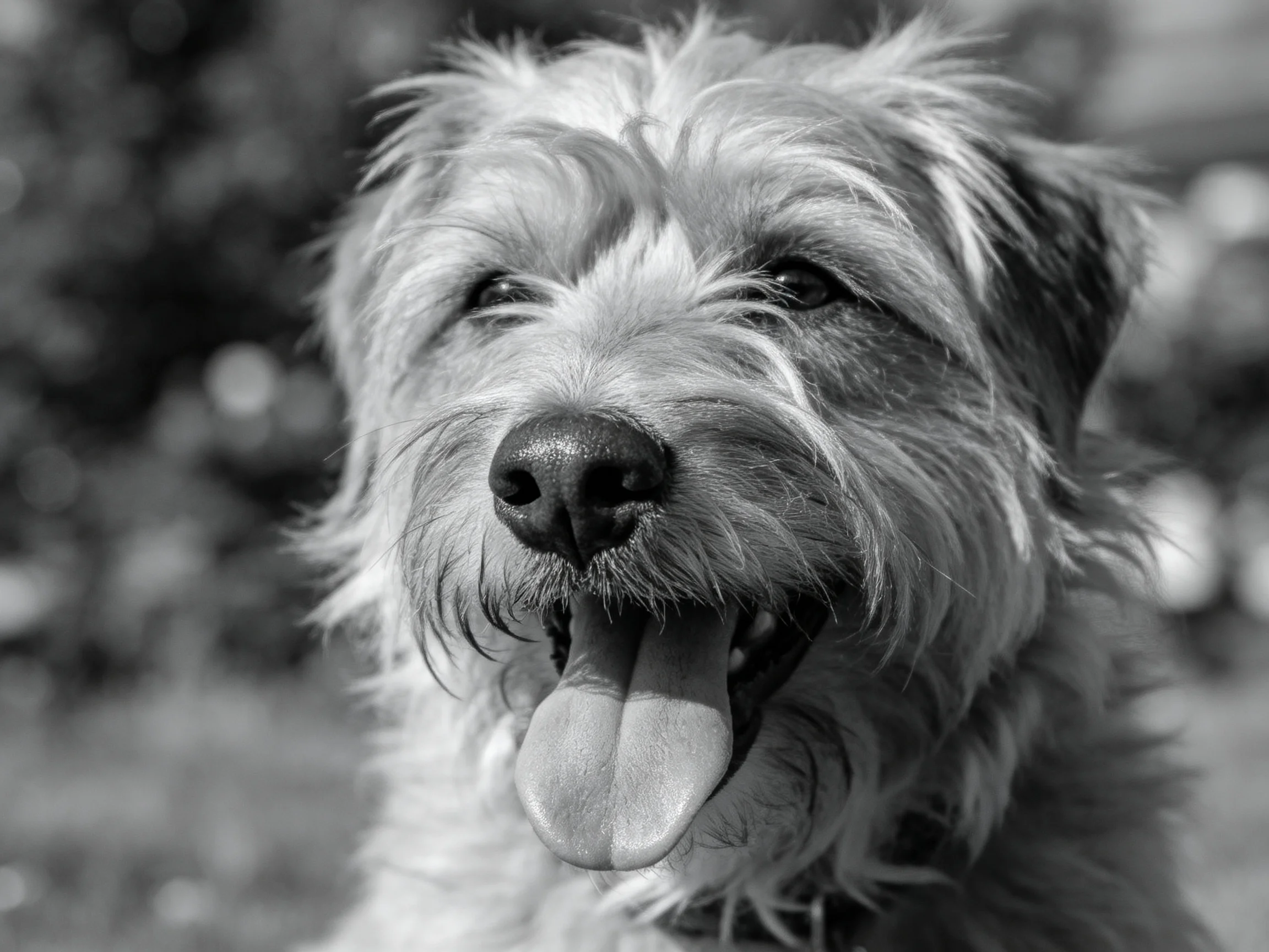 A close - up of a shaggy - coated dog with tongue out in black and white