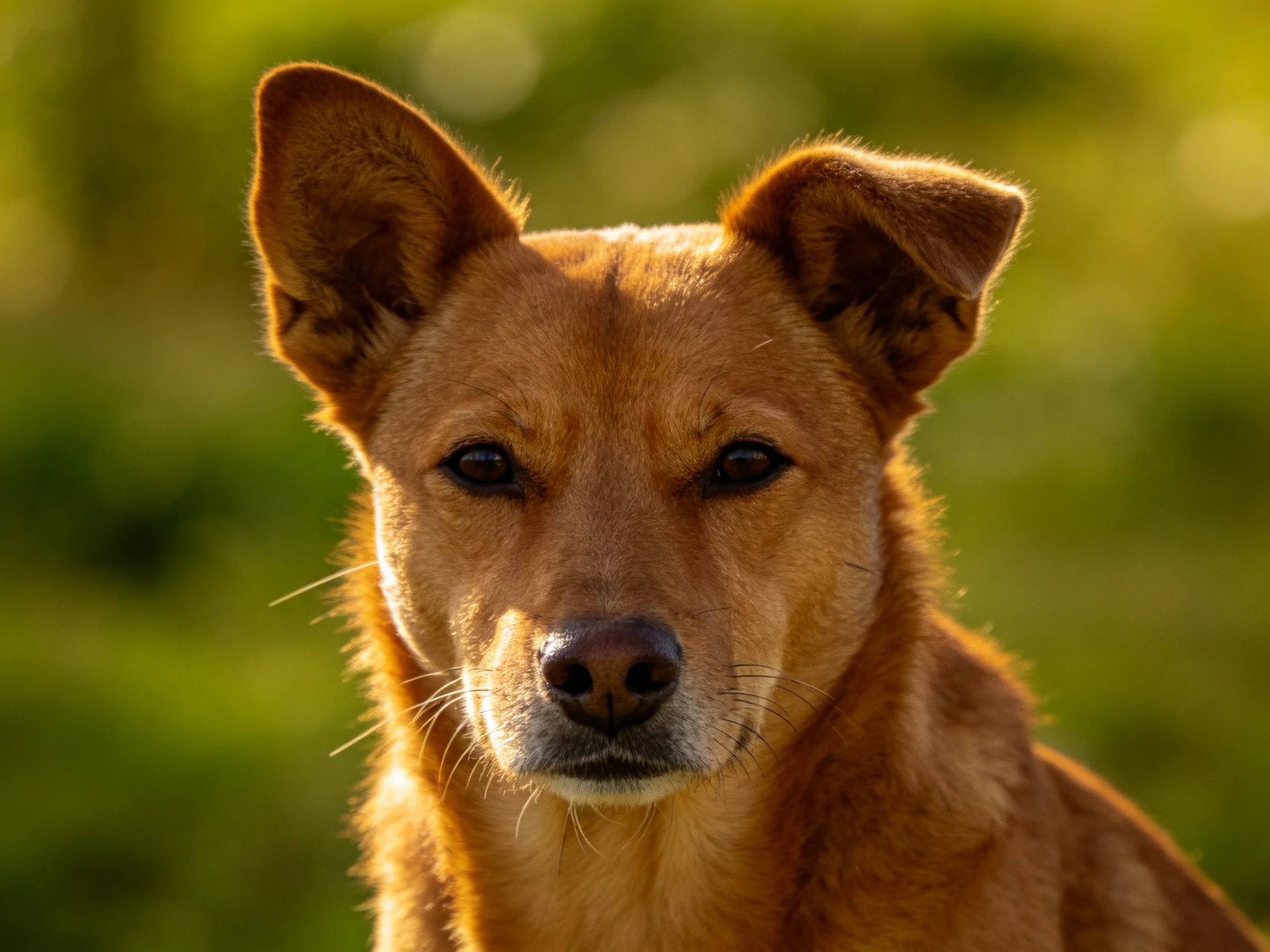 A close - up of a tan dog with upright ears against a green backdrop