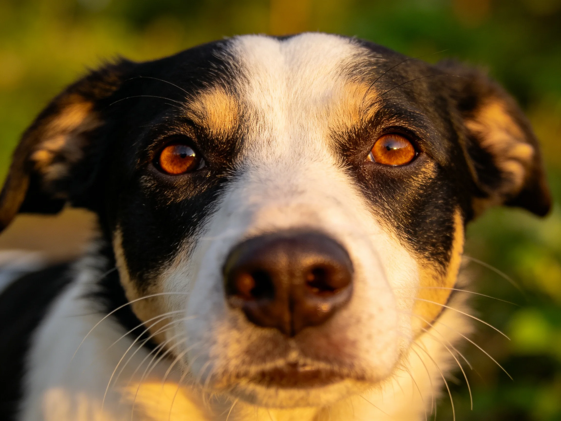 A close - up of a tri - colored dog with amber eyes