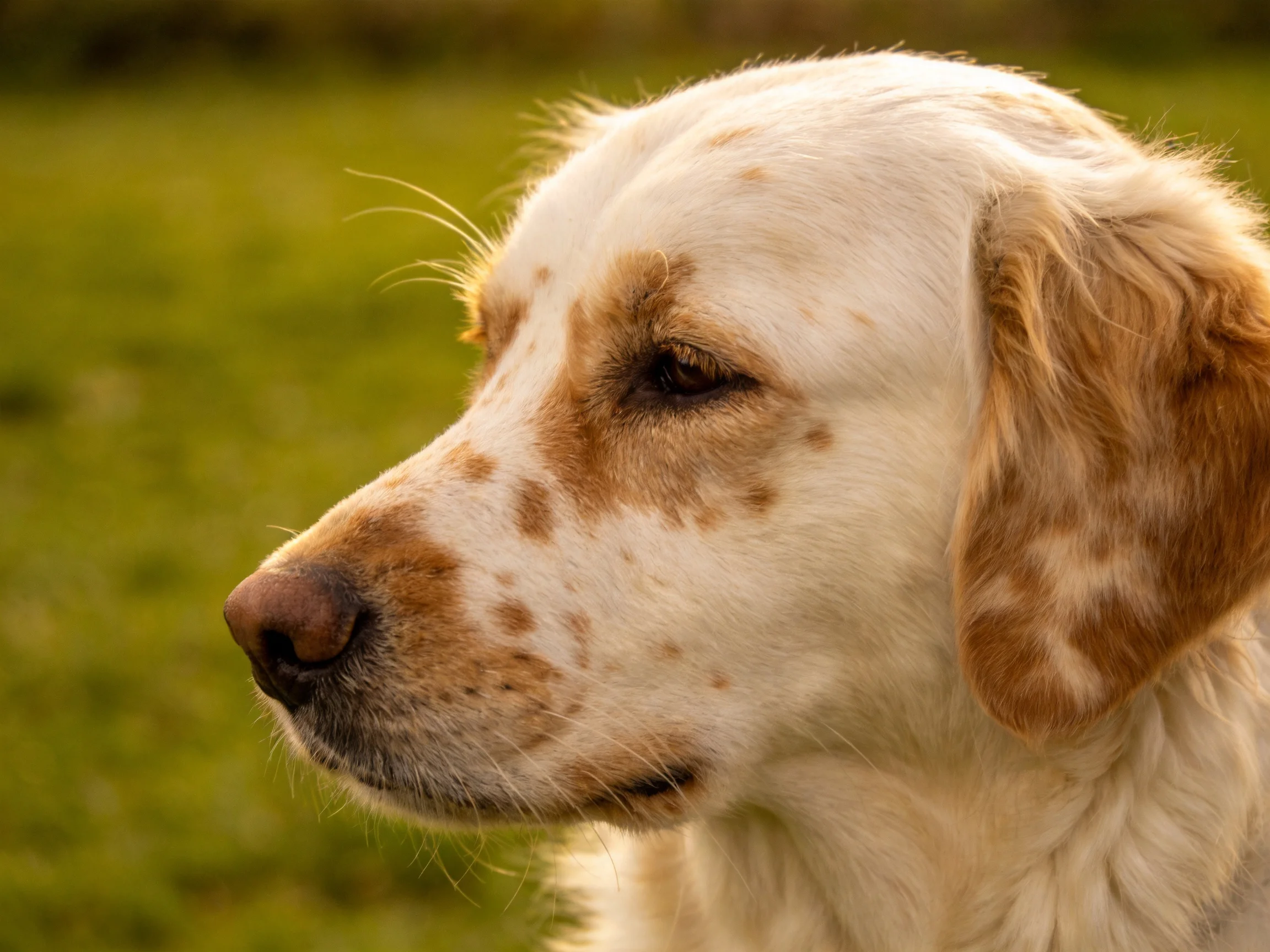 A close - up shows a white and brown speckled dog in a green outdoor environment.