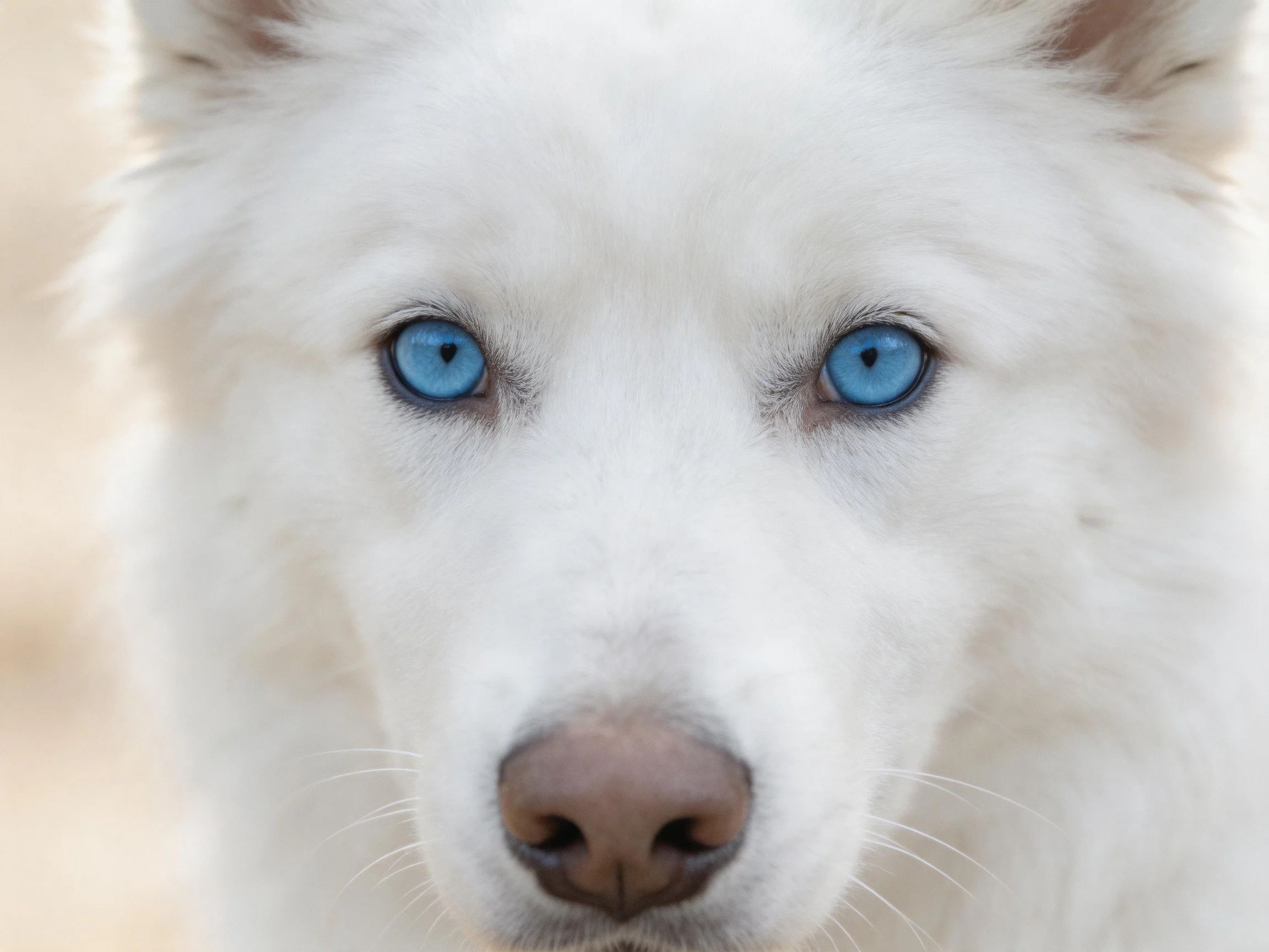 A white dog with bright blue eyes is shown in a close - up photograph.