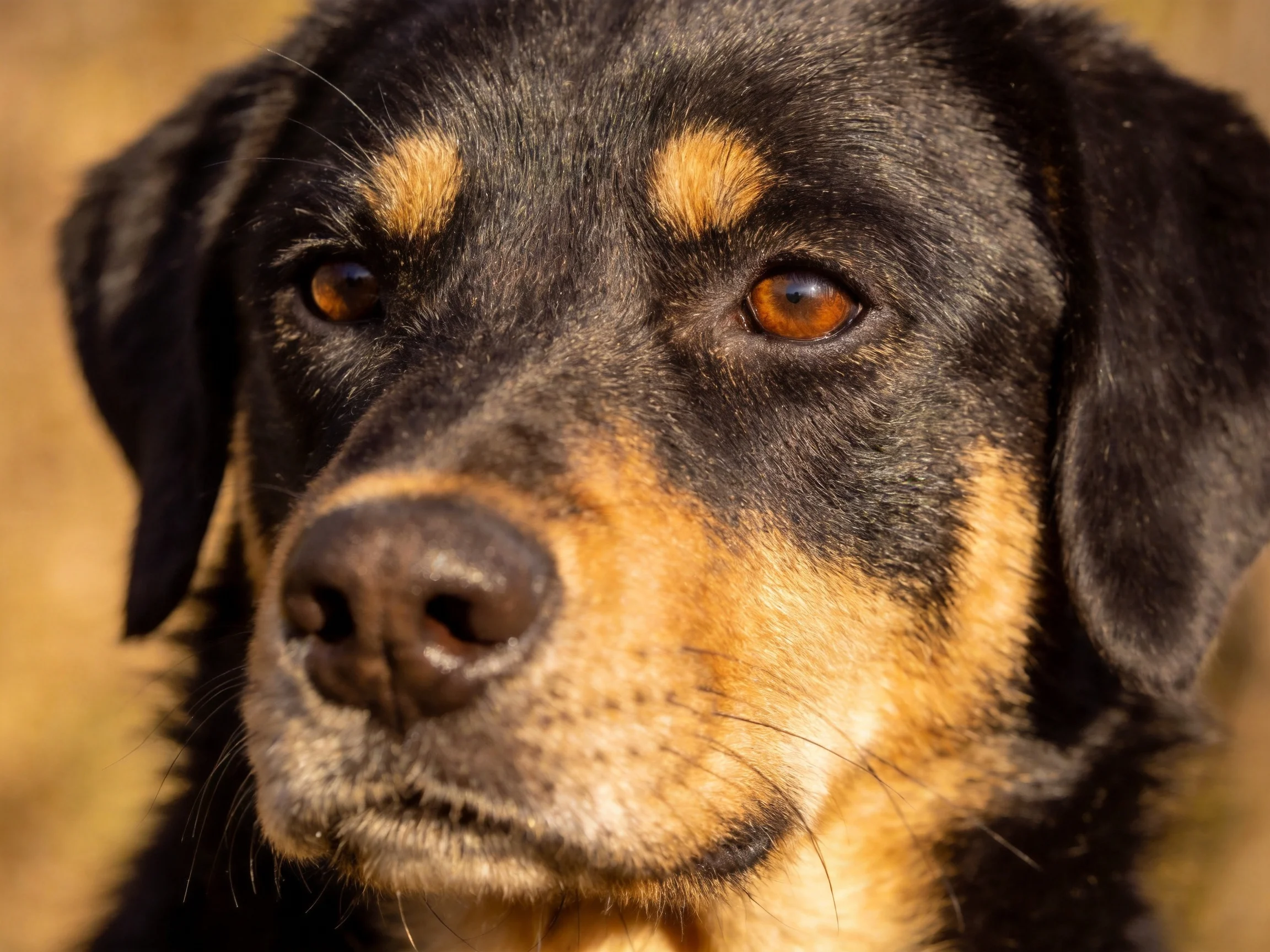 A close - up portrait of a black and tan dog with amber eyes