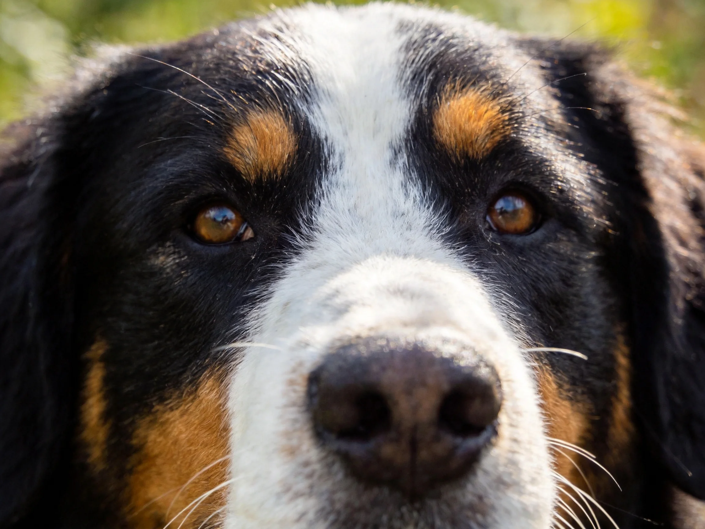 A close-up of a Bernese Mountain Dog with black, white, and tan fur