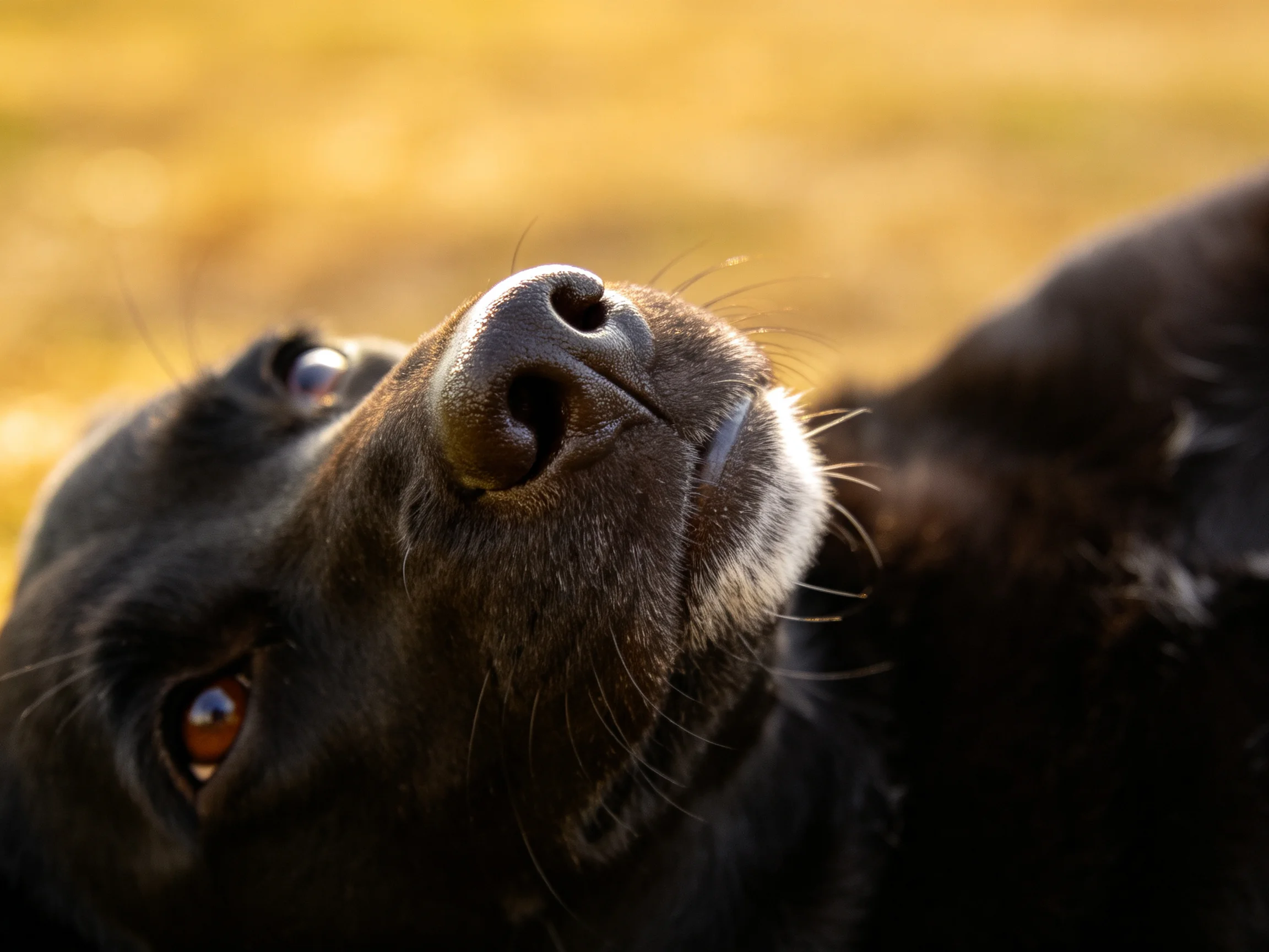 A close-up of a black dog’s face looking upward with golden background