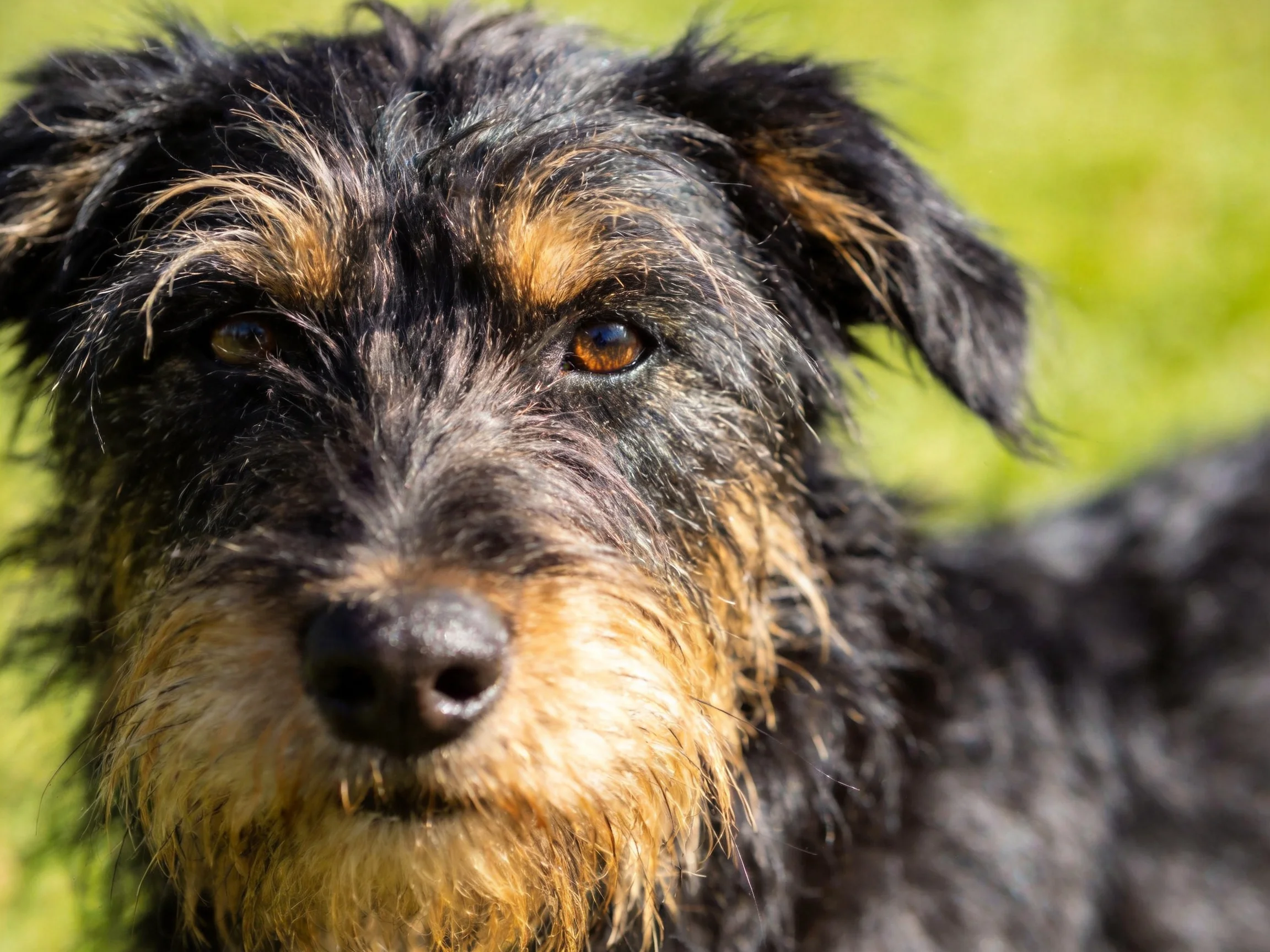 A shaggy black and tan terrier gazes directly at the camera with a green backdrop.