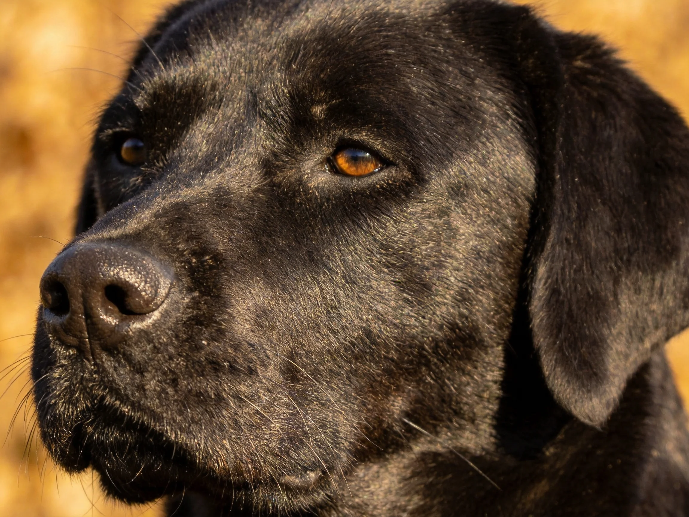 Close-up of a sleek black dog with amber eyes against golden surroundings