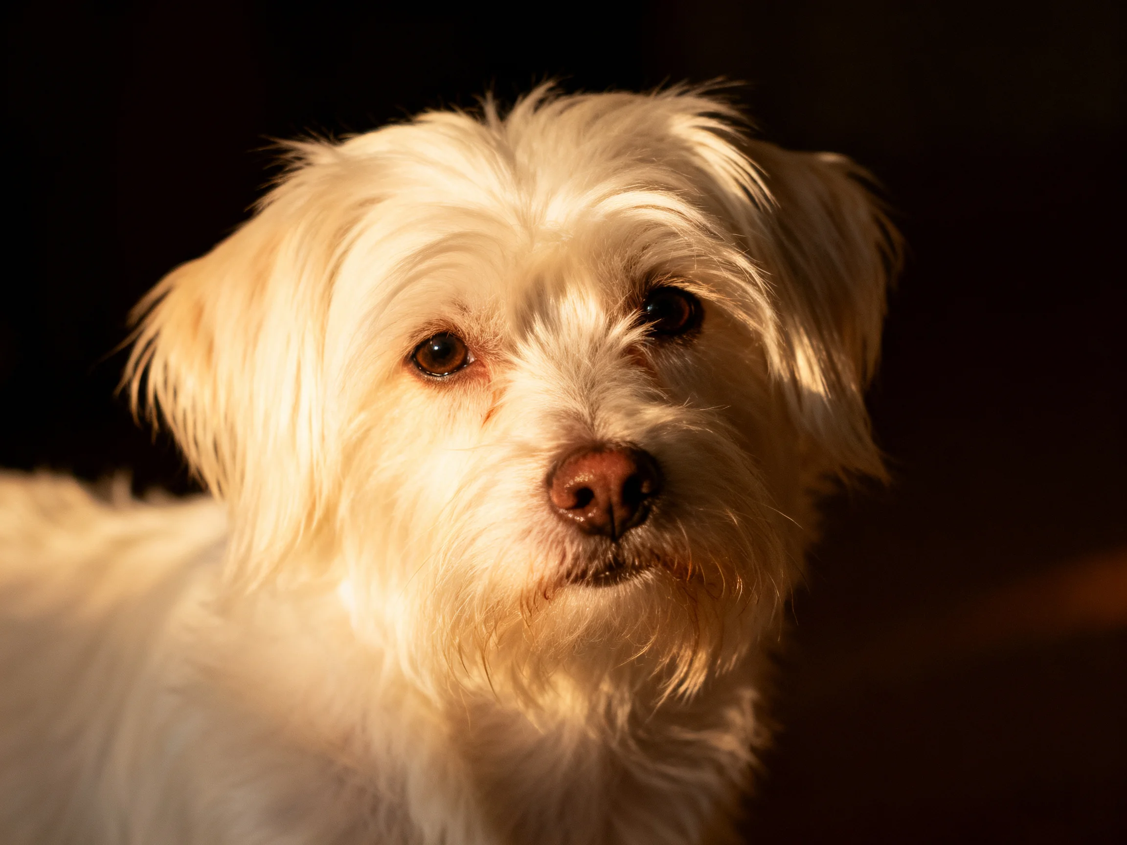 A small white fluffy dog is shown up close with warm lighting emphasizing its features.