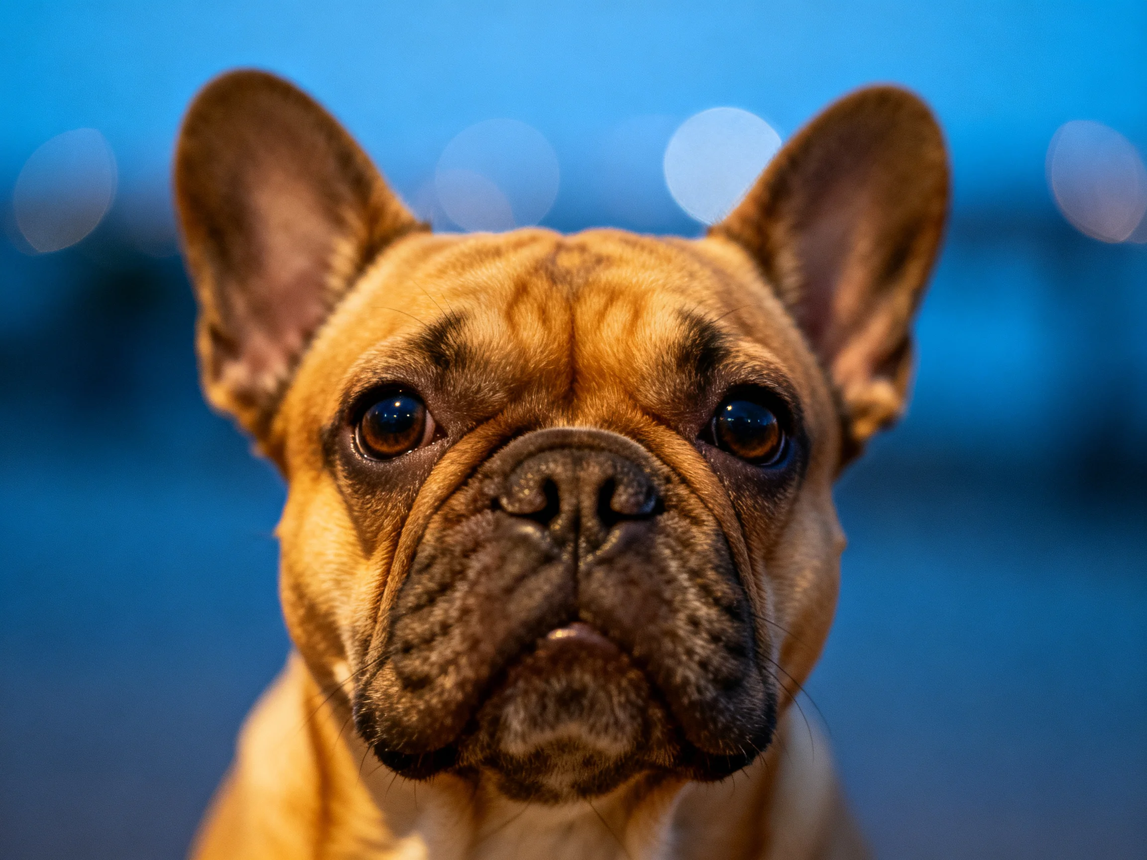 A close-up of a tan French Bulldog against a blurred blue backdrop