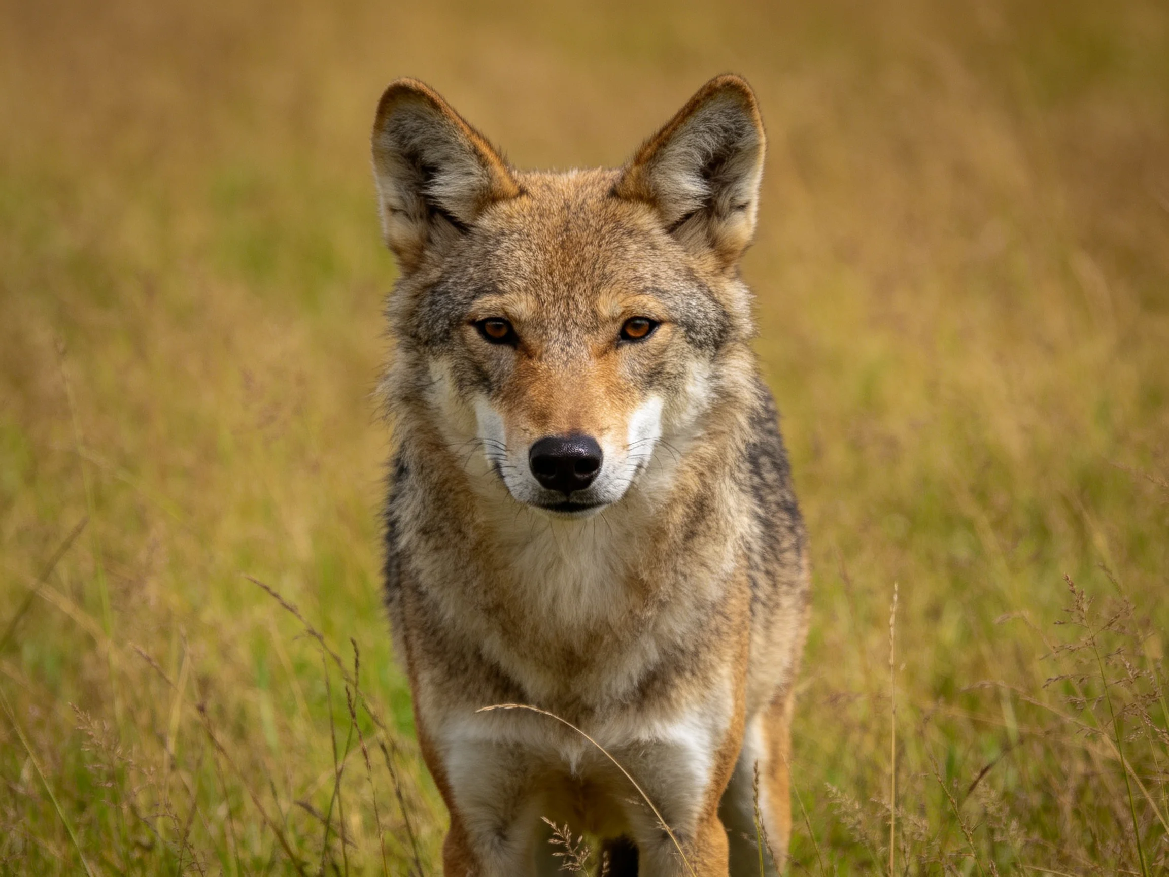 A close-up of a wild canid in golden-hued grassland