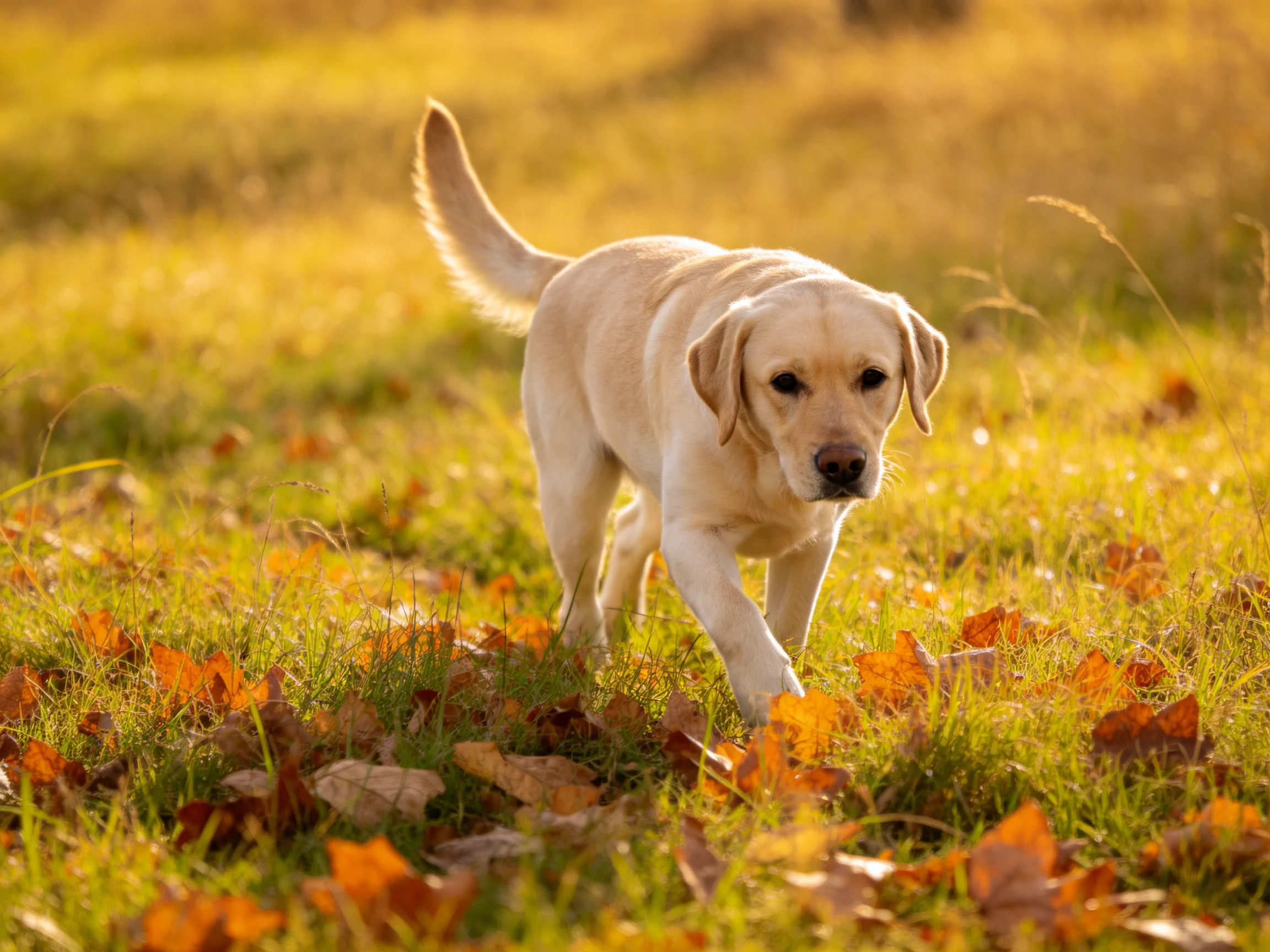 A cream-colored Labrador puppy roams golden grass with orange fallen leaves