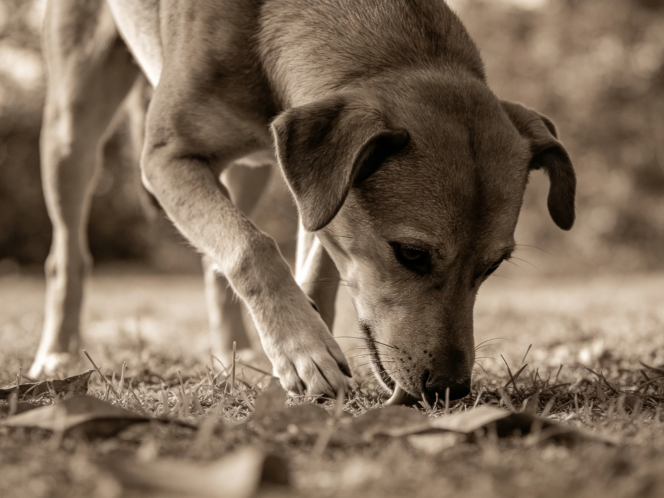 A curious dog sniffs the ground in a sepia-toned outdoor landscape