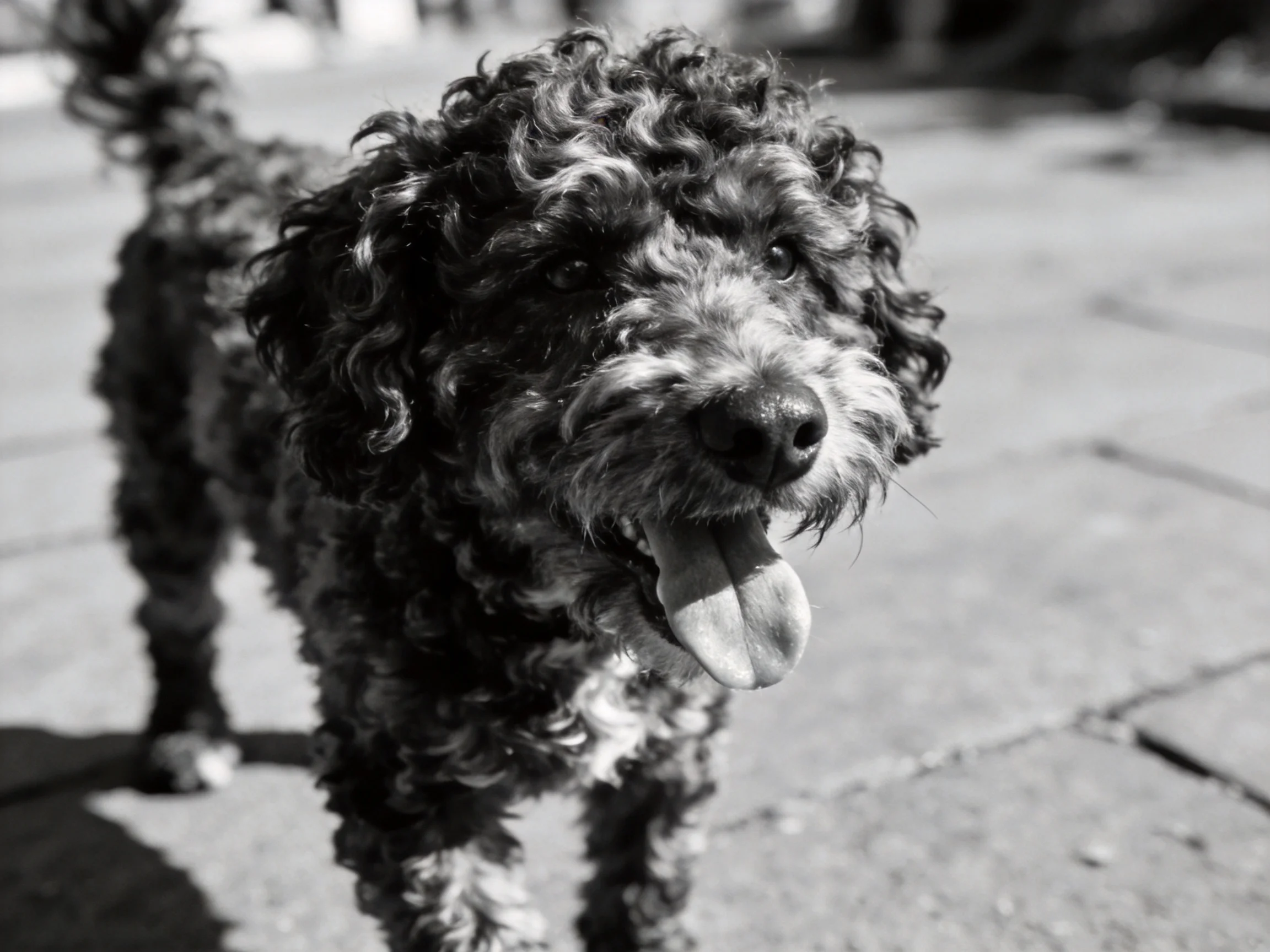 A curly-furred dog stands on a paved walkway in black and white.