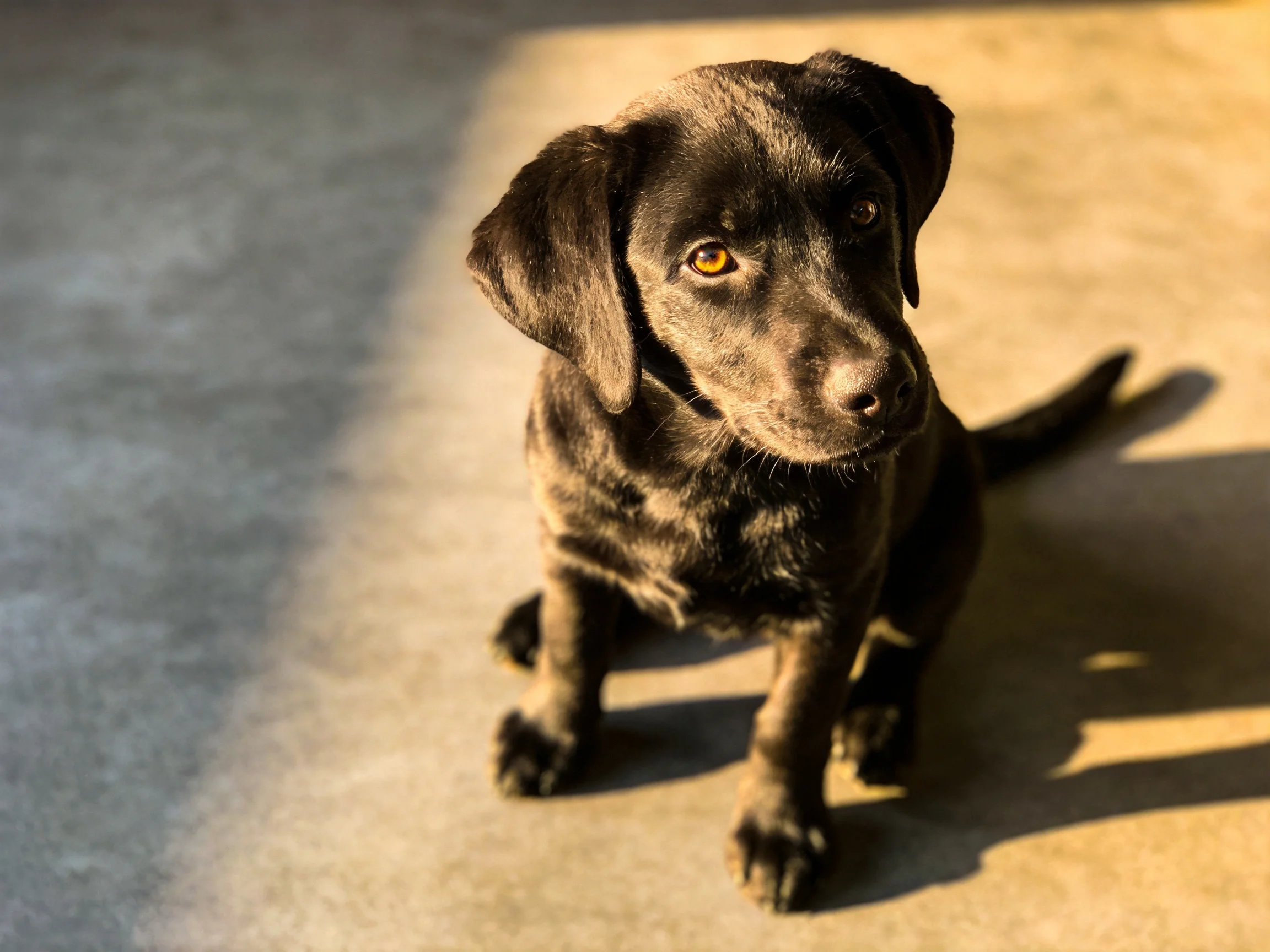 A dark brown puppy sits on a textured concrete floor with warm lighting