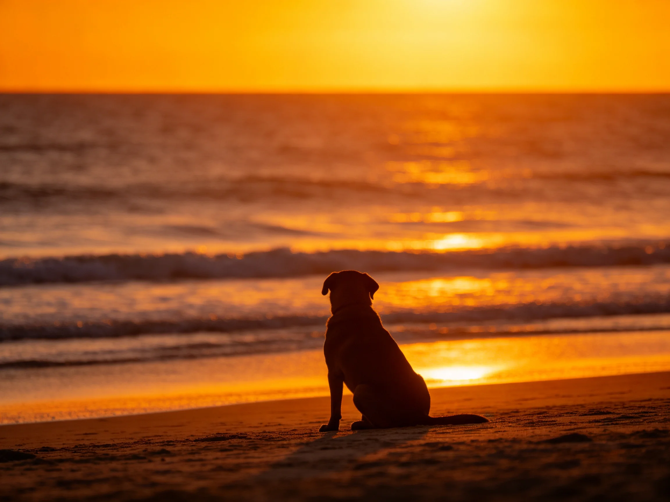 A dog sits silhouetted against an orange-hued ocean sunset